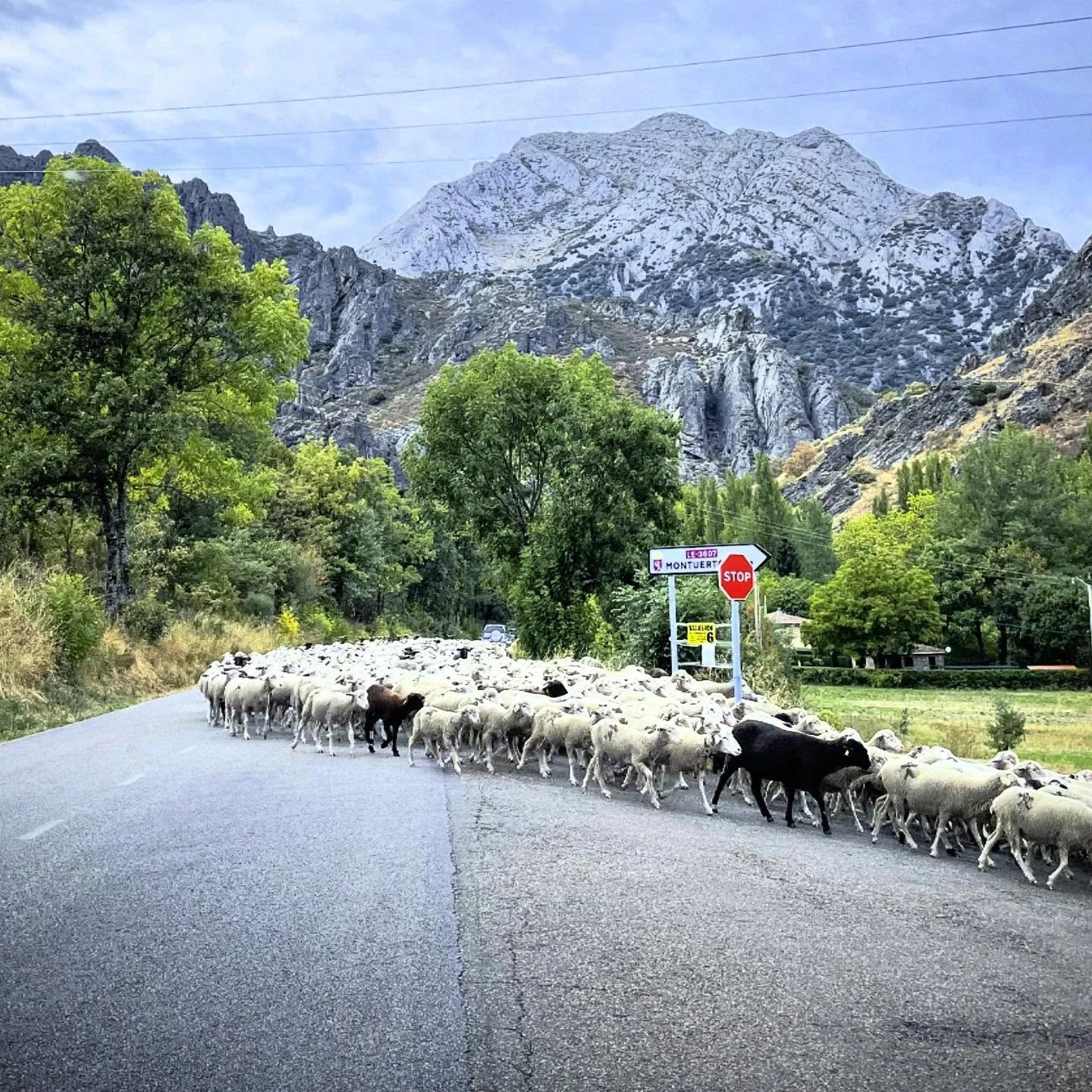 Mountain Traffic.  When a thousand sheep turn in front of you, there&rsquo;s mutton you can do but wait it out.  #rural #rurallife #shepherd #traditionallife #NorthernSpain #customtours #offthebeatenpath #privatetour