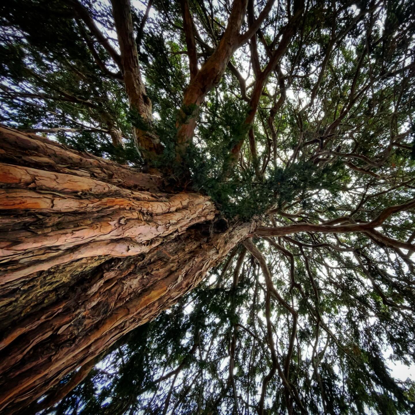 Thank Yew.  Beautiful but deadly, every part of the yew is toxic, except for the pulp of its tiny red fruits.  Legends and lore surround this magnificent tree. An ancient species (Jurassic origins), and very long lived (1,000s of years). Prized for i