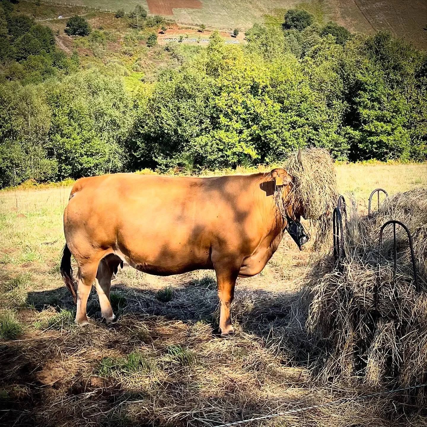 Sneaky Cow.  No one will ever find me in this hay&hellip; #ruralSpain #rural #cowlove #NorthernSpain #ruraltourism #customtours #privatetour