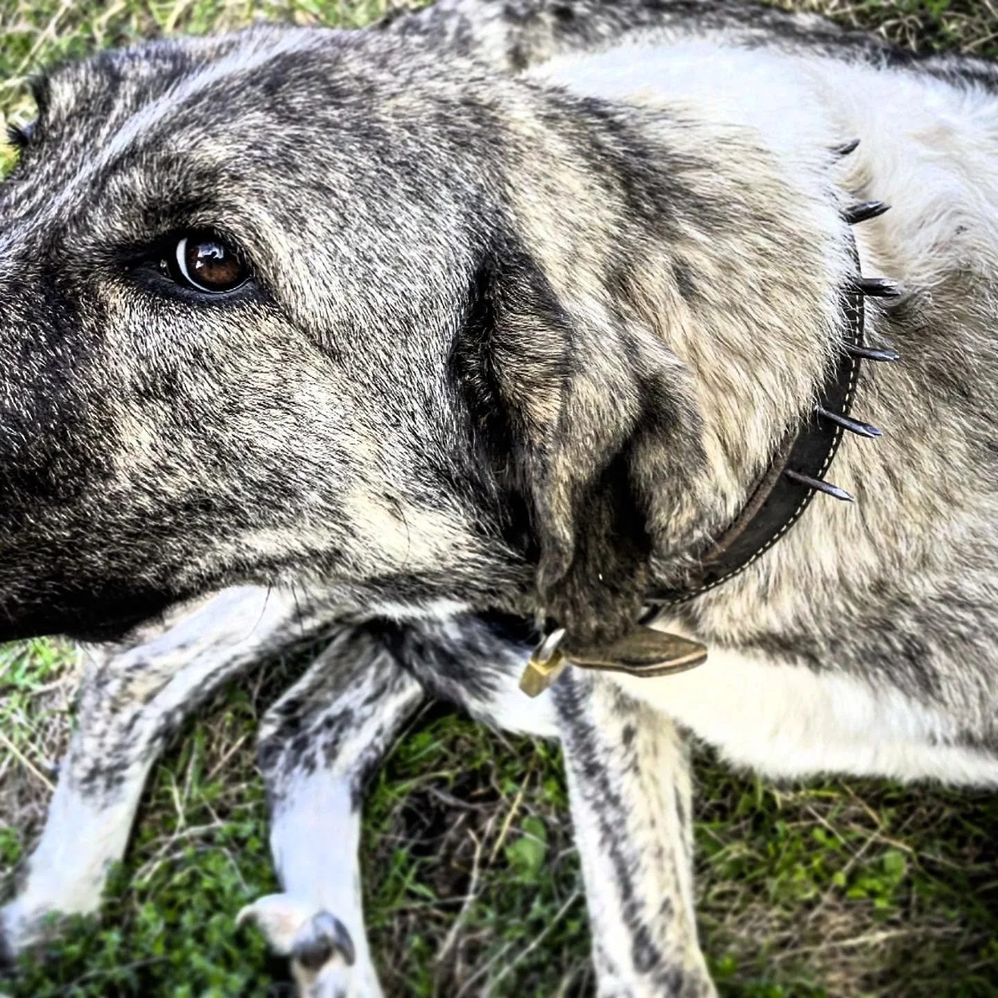Wolf Ready. Daylight sees mastiffs like this one lazing near their herd/flock. As dusk falls, wolves get active, and mastiffs go on alert. Their spiked collars will protect their necks if wolves try to take them out to get to the animals they protect