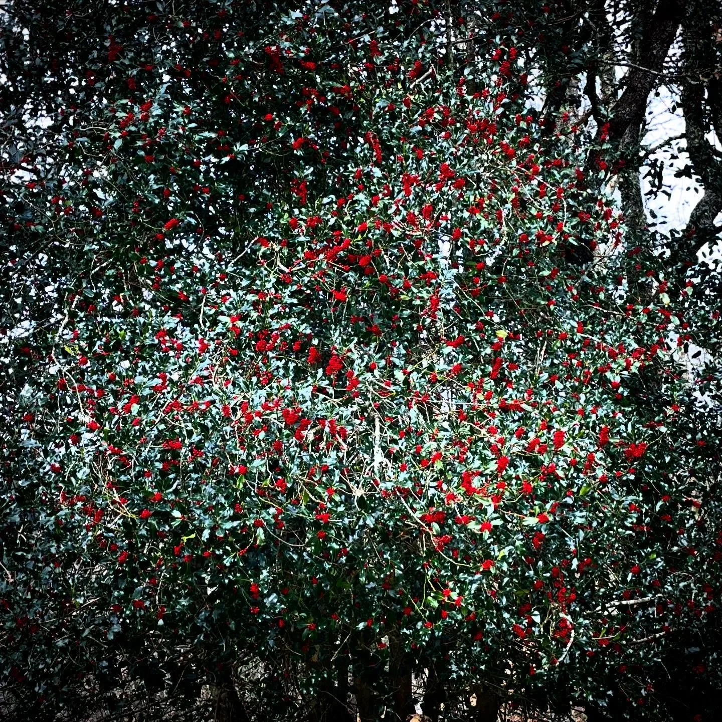 Nature&rsquo;s Christmas Tree.  Decorated for the holidays, this holly tree is ready to celebrate. Happy hollydays.  #nature #christmastree #hollytree #naturelovers #NorthernSpain #customtours #privatetour