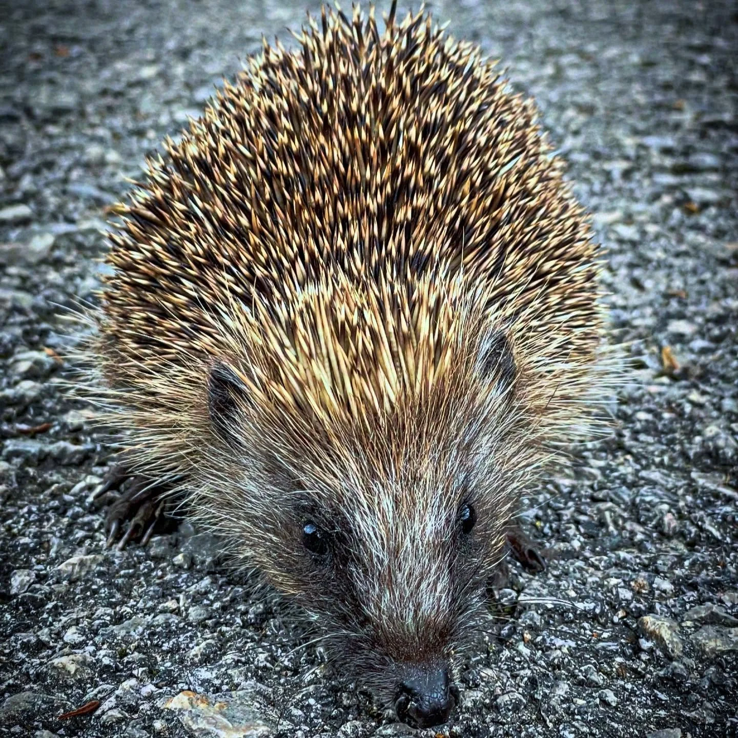Hedge your Pet.  These cute little guys show up around our house looking for slugs and insects. Most are pretty shy, this little guy was curious. #hedgehog #wildlife #wildlifephotography #wildlifeportrait #NorthernSpain