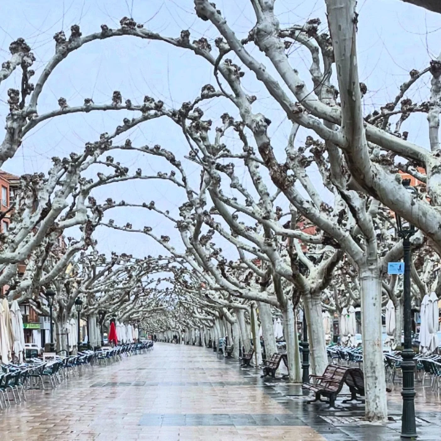 Tree Weaving. Plane trees are ubiquitous in squares and promenades of Northern Spain.  Pruned and sometimes grafted to each other to create canopies of cooler shade in warmer months, pruned bare in colder months for more warming sunlight.  #NorthernS