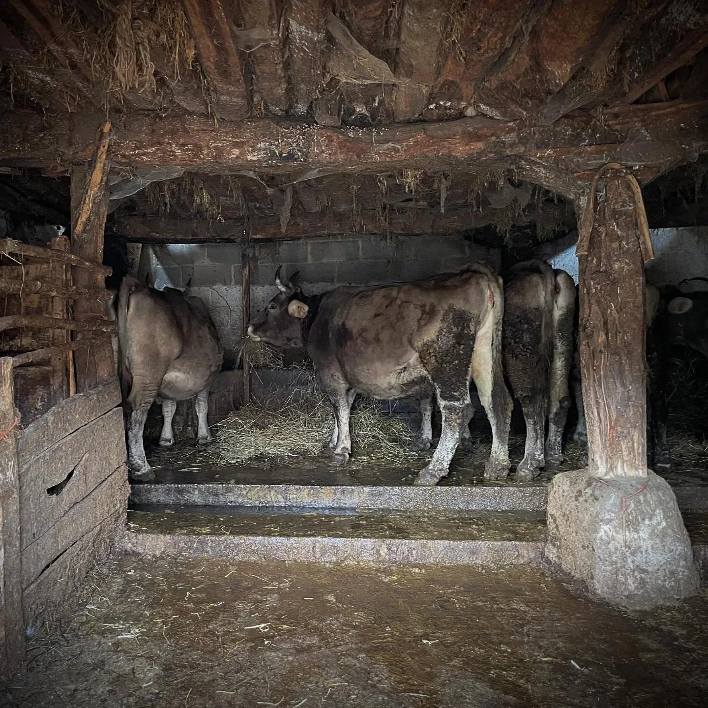 Open Door Policy.  Run of the village for these cows, half were in the barn the other half were wandering town with us.  More cows than people today. #ruralSpain #ruralvillage #NorthernSpain #customtours #privatetour
