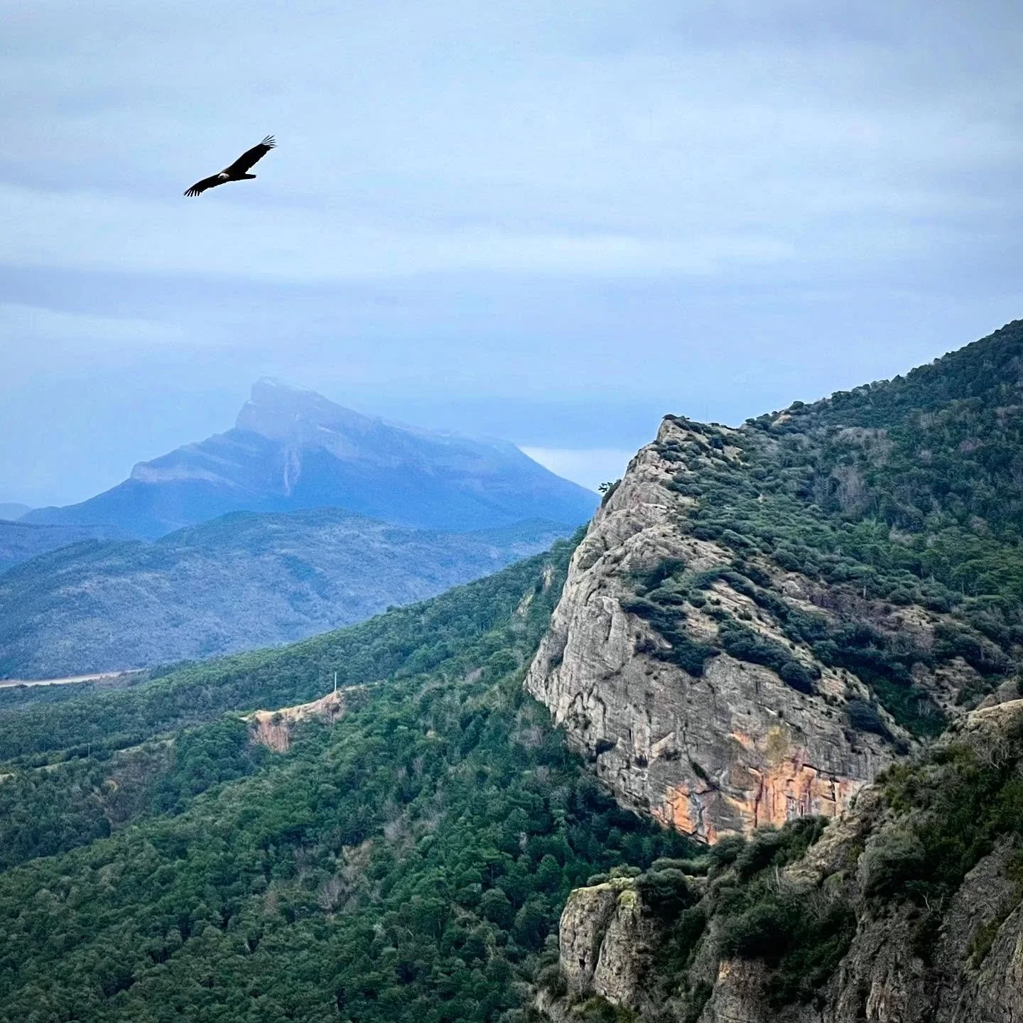 Soaring.  Griffon Vultures love the thermals.  9ft wingspan and huge bodies, they prefer not to flap their wings when patrolling for their next meal. #NorthernSpain #nature #wildlife #birdingspain #customtours