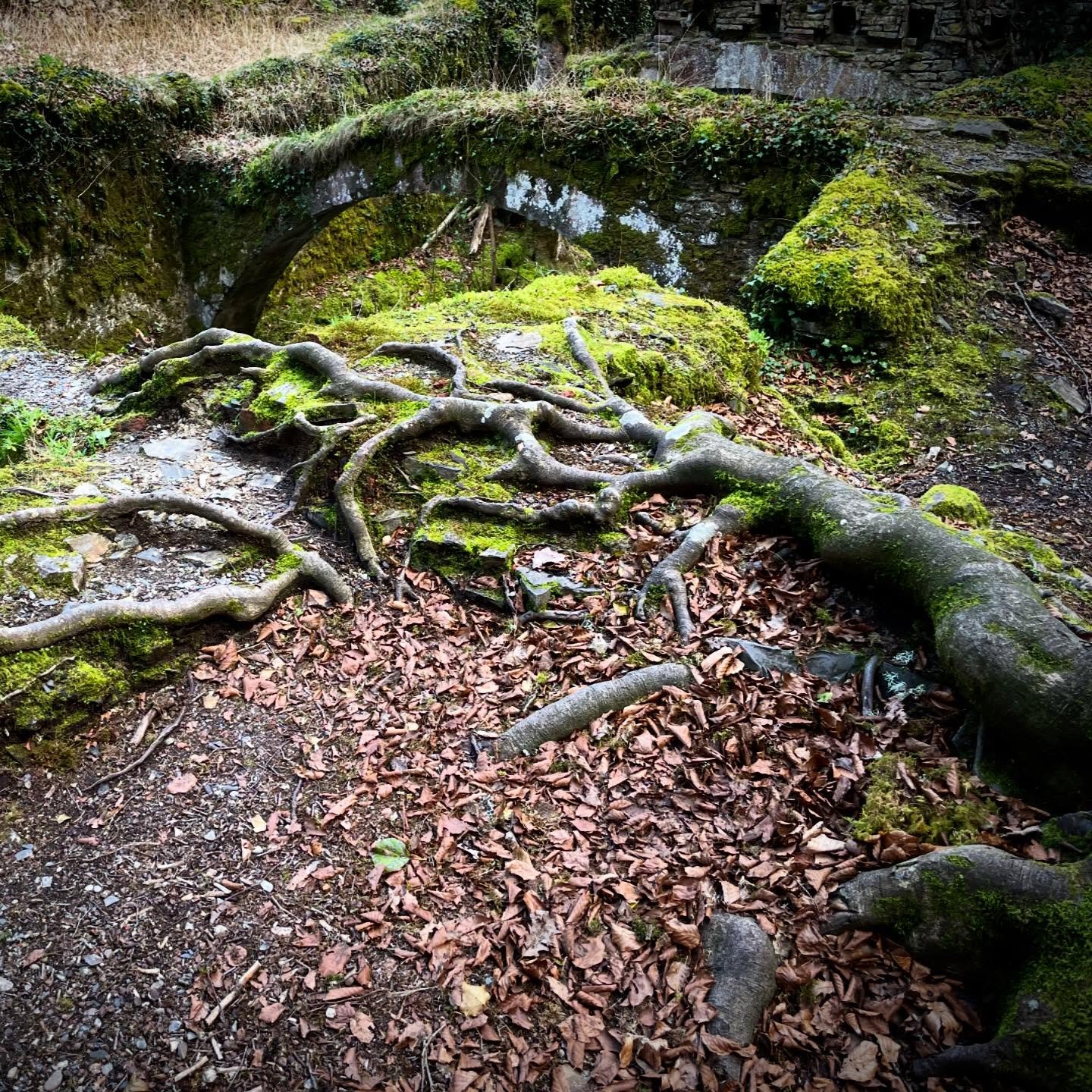 Reclaiming Woods.  Nature taking back what is hers.  Loved this root grabber. #nature #naturephotography #naturelovers #NorthernSpain #privatetour