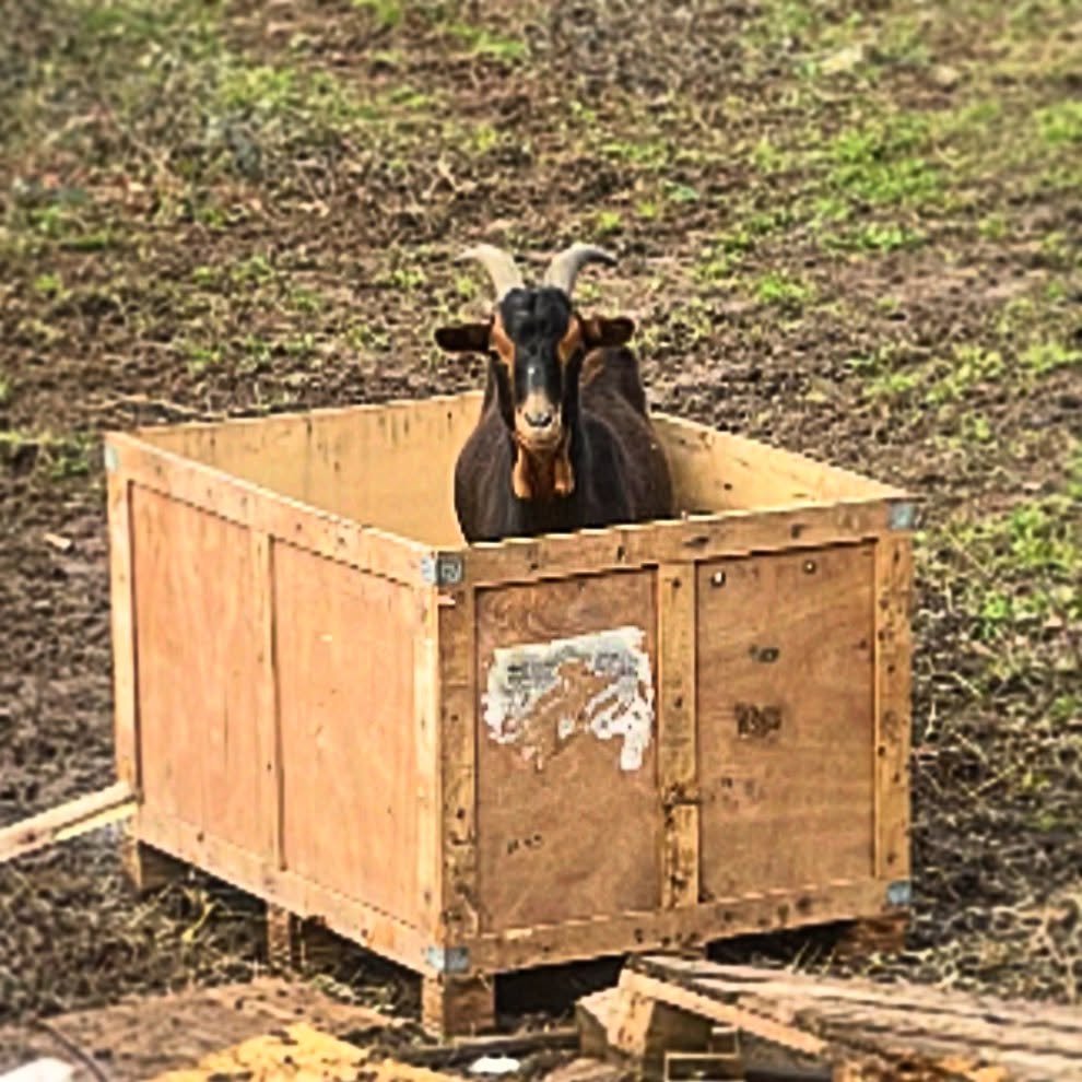 Goat in a Box.  Amazon brought me the strangest package today 😂 you&rsquo;re kidding right? 🤣 Things you see wandering rural villages. #NorthernSpain #ruralSpain #rurallife #goatlife #goatlover