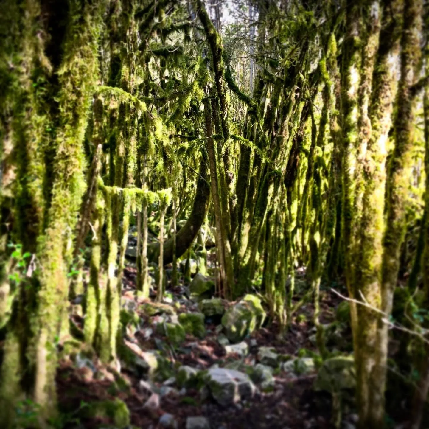 Gathering of Greens.  Entering this Boxgrove feels otherworldly, enveloped by a blanket of greens and surely being watched by sprites. #greenforest #forestbathing #naturelovers #NorthernSpain #privatetour