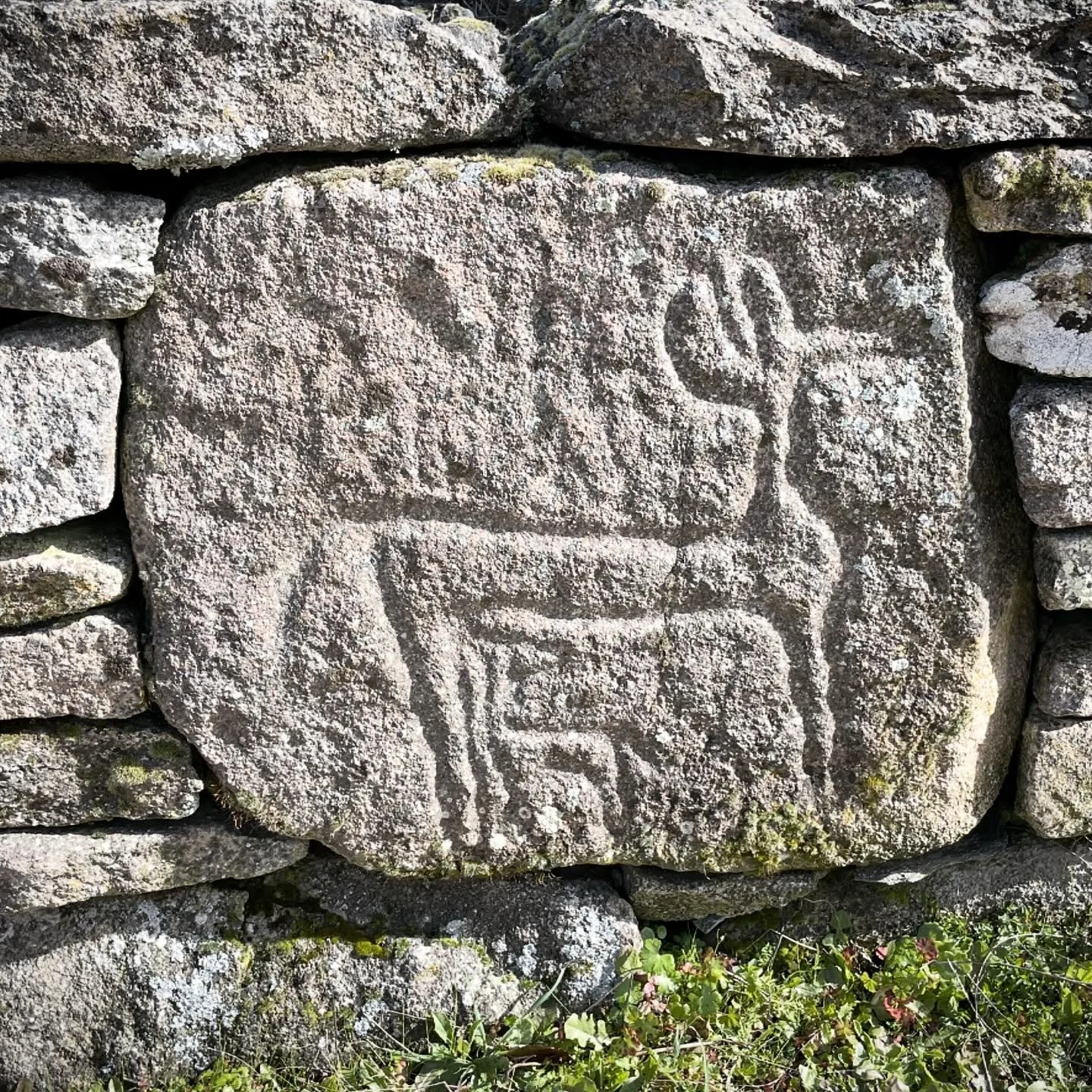 Suckling Rock Art.  A doe suckling her fawn.  Depicted on a quarried block of an Iron Age hill fort.  It may predate the hill fort, Copper/Bronze Age? Iron Age stone masons may have respected prior art and incorporated it. #hillfort #rockart #stonema