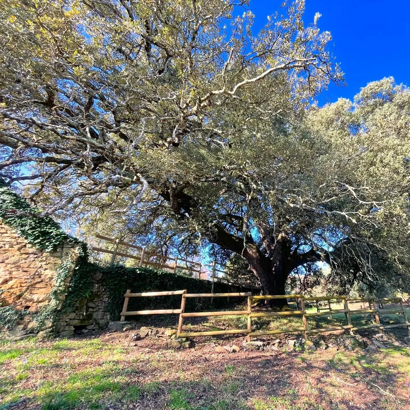 Old Oak.  It&rsquo;s not every day (or millenium) you run into a thousand year old tree.  Always an honor to be in its presence.  #nature #naturelovers #oldtree #NorthernSpain #customtours