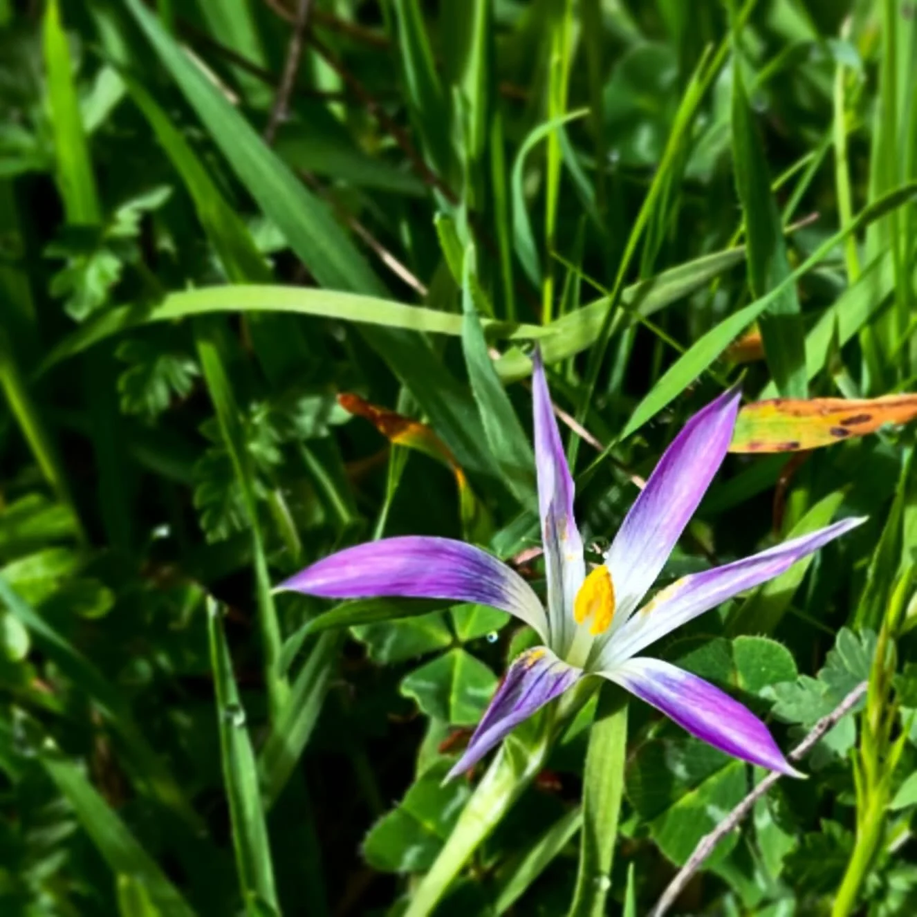 Bursting Star. Take time to smell the flowers, but also to notice their intimate details. Nature is amazingly beautiful. #nature #naturelovers #wildflowers #customtours #NorthernSpain