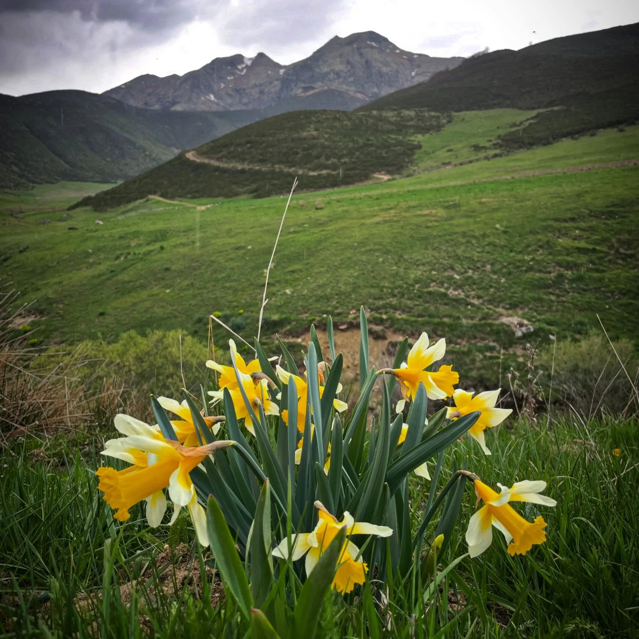 Daffodils at 5,000ft.  Mountains make everything more intense, including the colors of flowers.  Stumbled into the most beautiful daffodils I&rsquo;ve ever seen today.  #wildflowers #springflowers #mountainflowers #NorthernSpain #customtours
