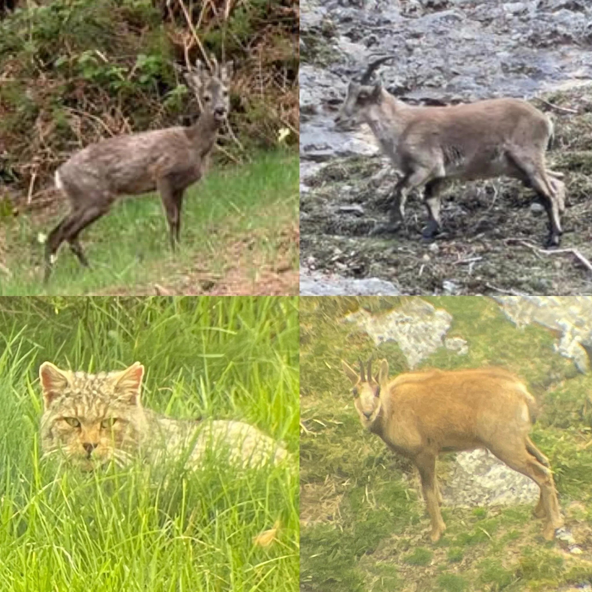 Wild Day.  In 24hrs we spotted roe deer, ibex, wildcat and chamois.  Truly a wild day.  The wildcat was very special, video to come. #NorthernSpain #wildlife #wildlifephotography #customtours #privatetour