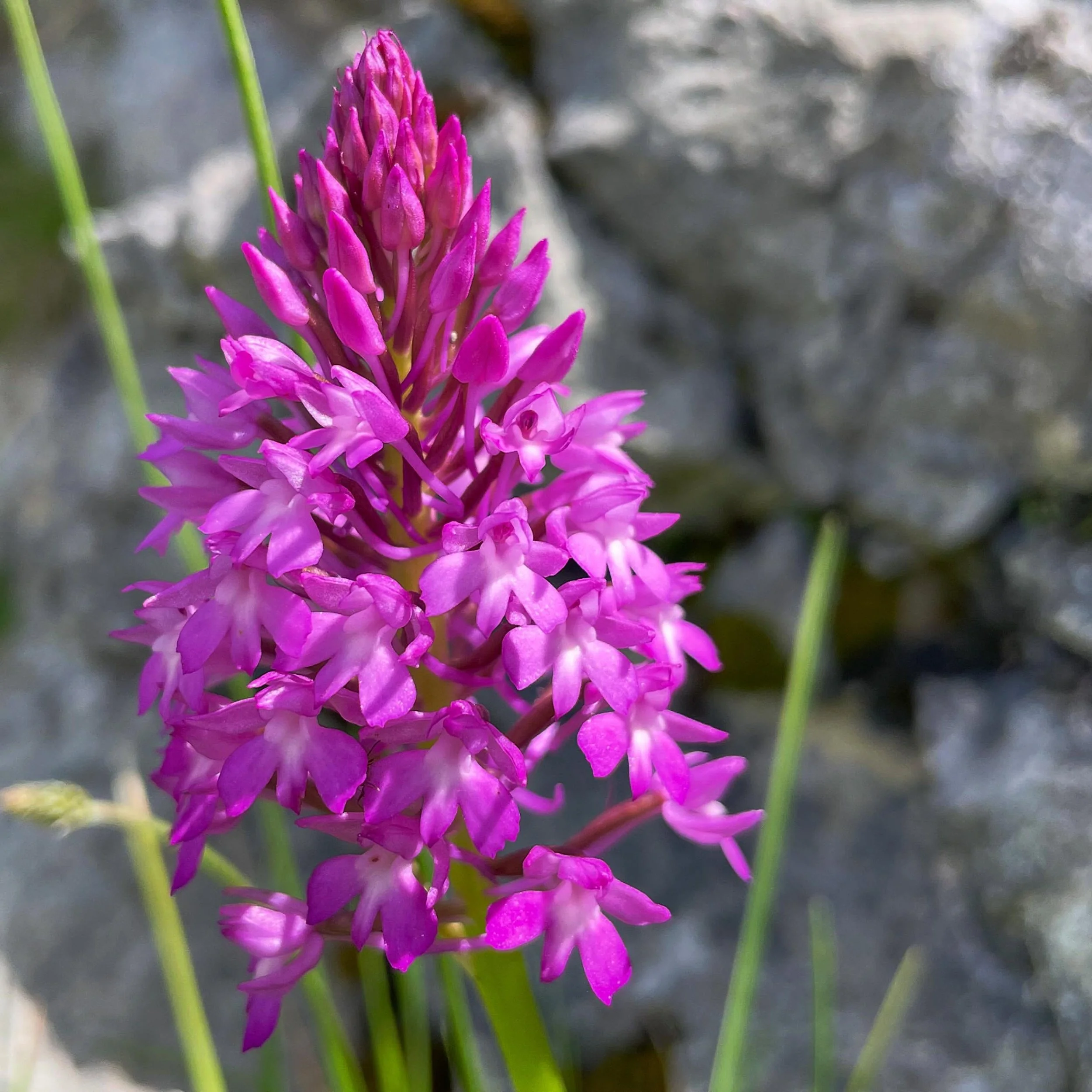Pyramid Orchid. Tis the season&hellip; for wild orchids. This variety is off the charts this year.  Each tiny flower is full of details.  Orchids are not only tropical.  Just another of Northern Spain&rsquo;s secrets. #wildflowers #wildorchids #orchi