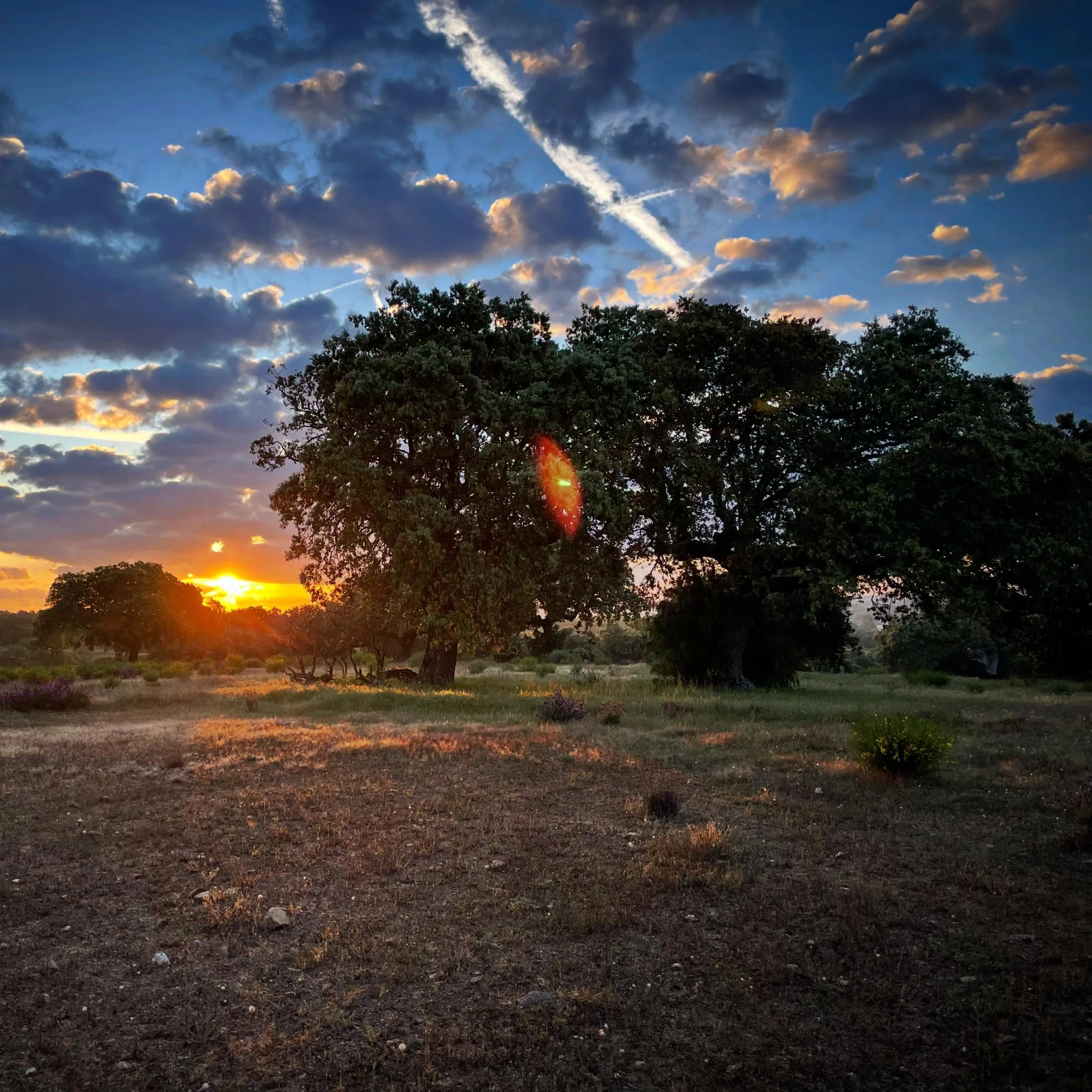 Rising Oaks. Sunrise walk in the hills around the tiny rural village we stayed ar, nature waking with the nightingales leading a concert of birdsong.  Delightful serenity.. #NorthernSpain #nature #sunrise #sunrisewalk #customtours