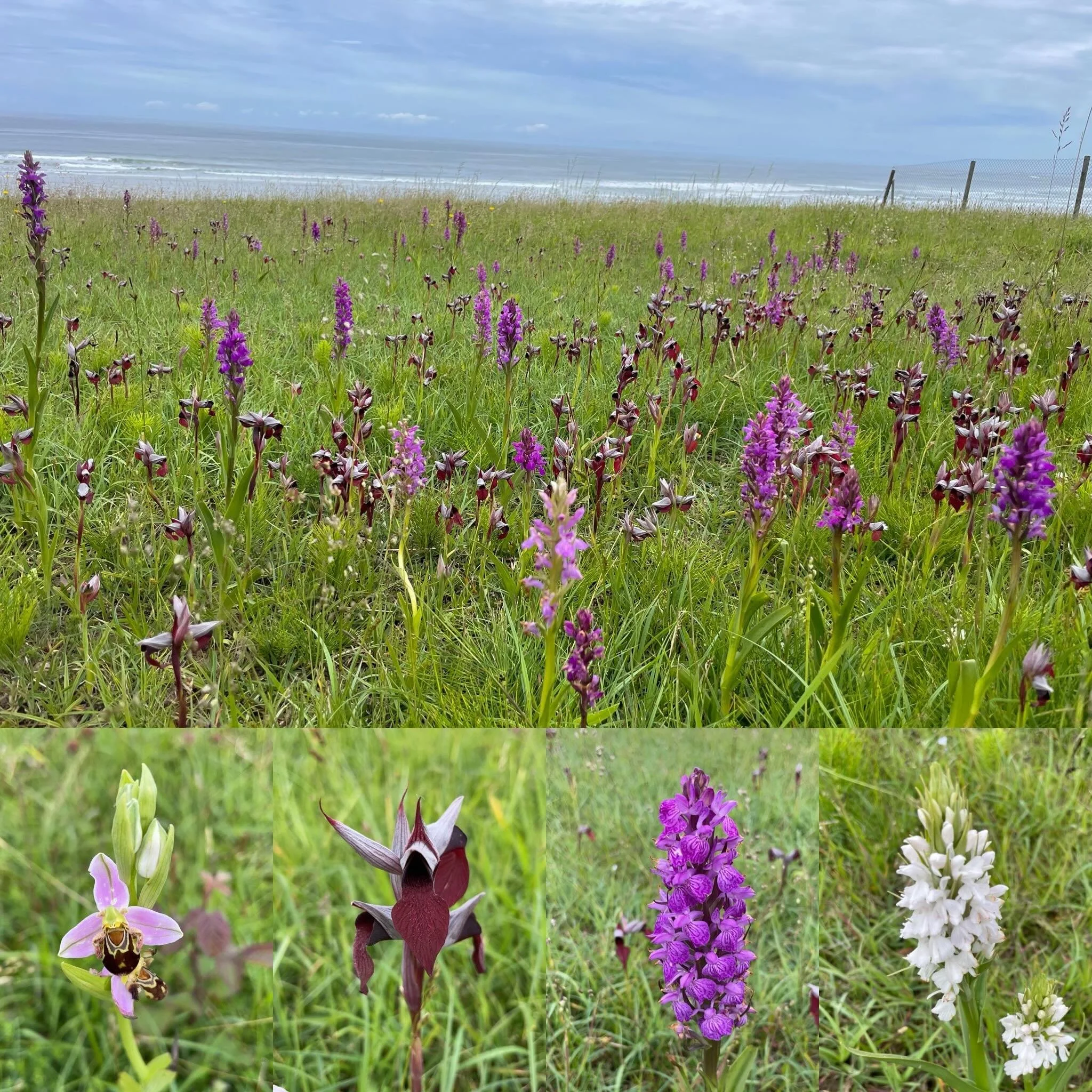 Field of Orchid Dreams.  Orchid superbloom on the coast.  4 species going gangbusters. #NorthernSpain #wildflowers #wildorchids #superbloom #customtours