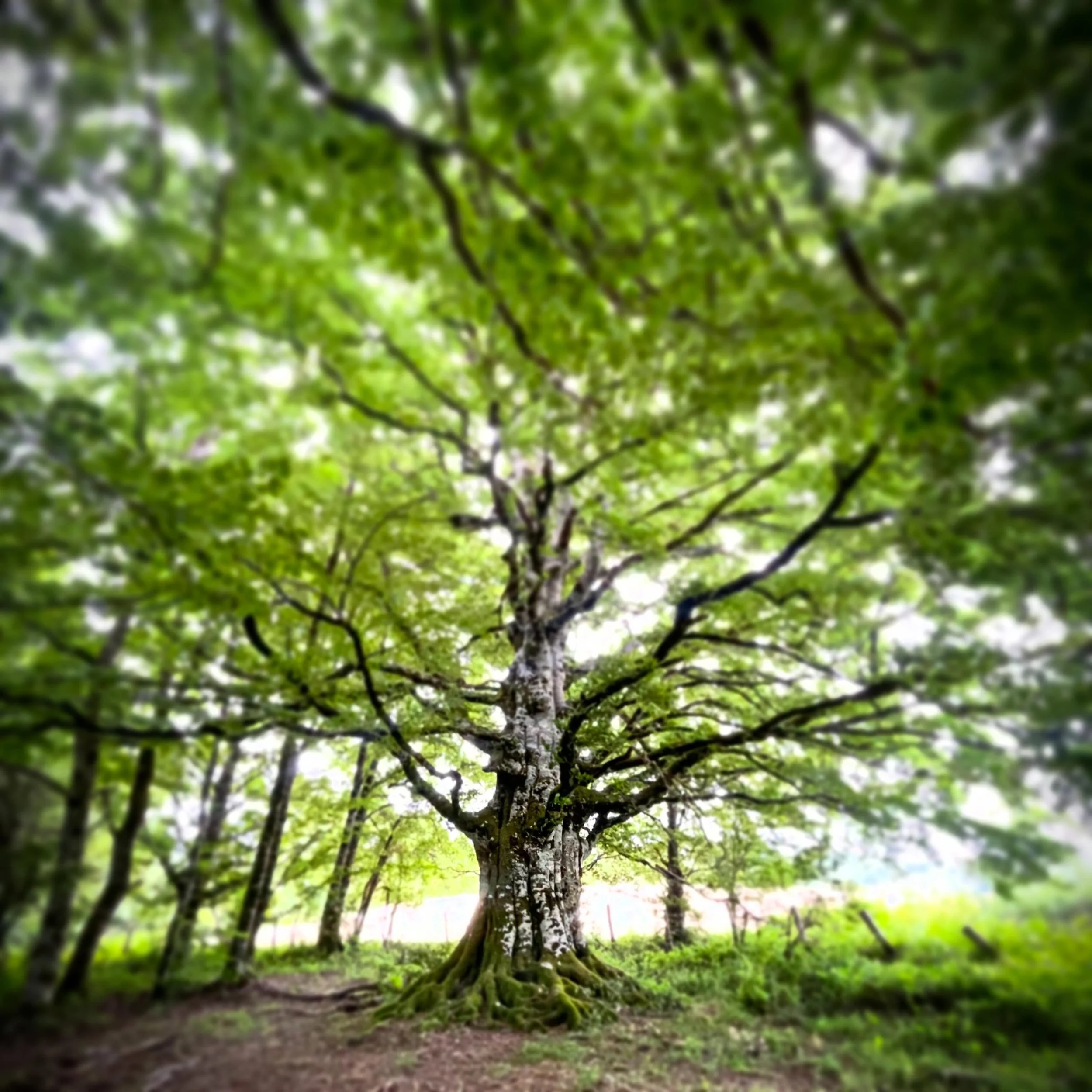 Tree Creature.  This massive beech looked as if it was about to walk out of the forest.  Majestic being. #bigtree #forestlover #naturelovers #NorthernSpain #customtours