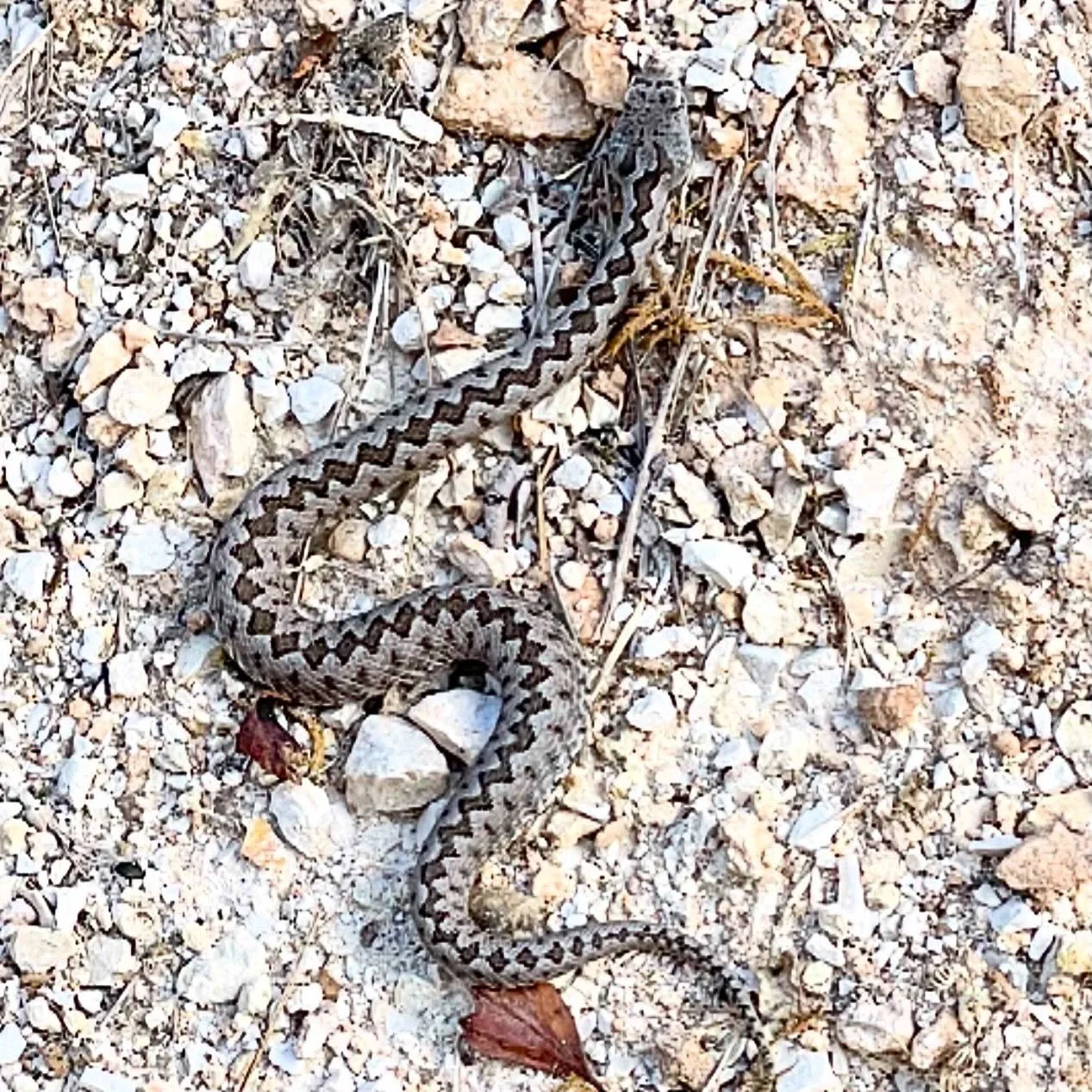 Vipera seoani.  Ran into one of Spain&rsquo;s few venomous snakes yesterday.  Little guy was trying to get out of our way. #NorthernSpain #wildlife #herpetology #customtours #privatetour