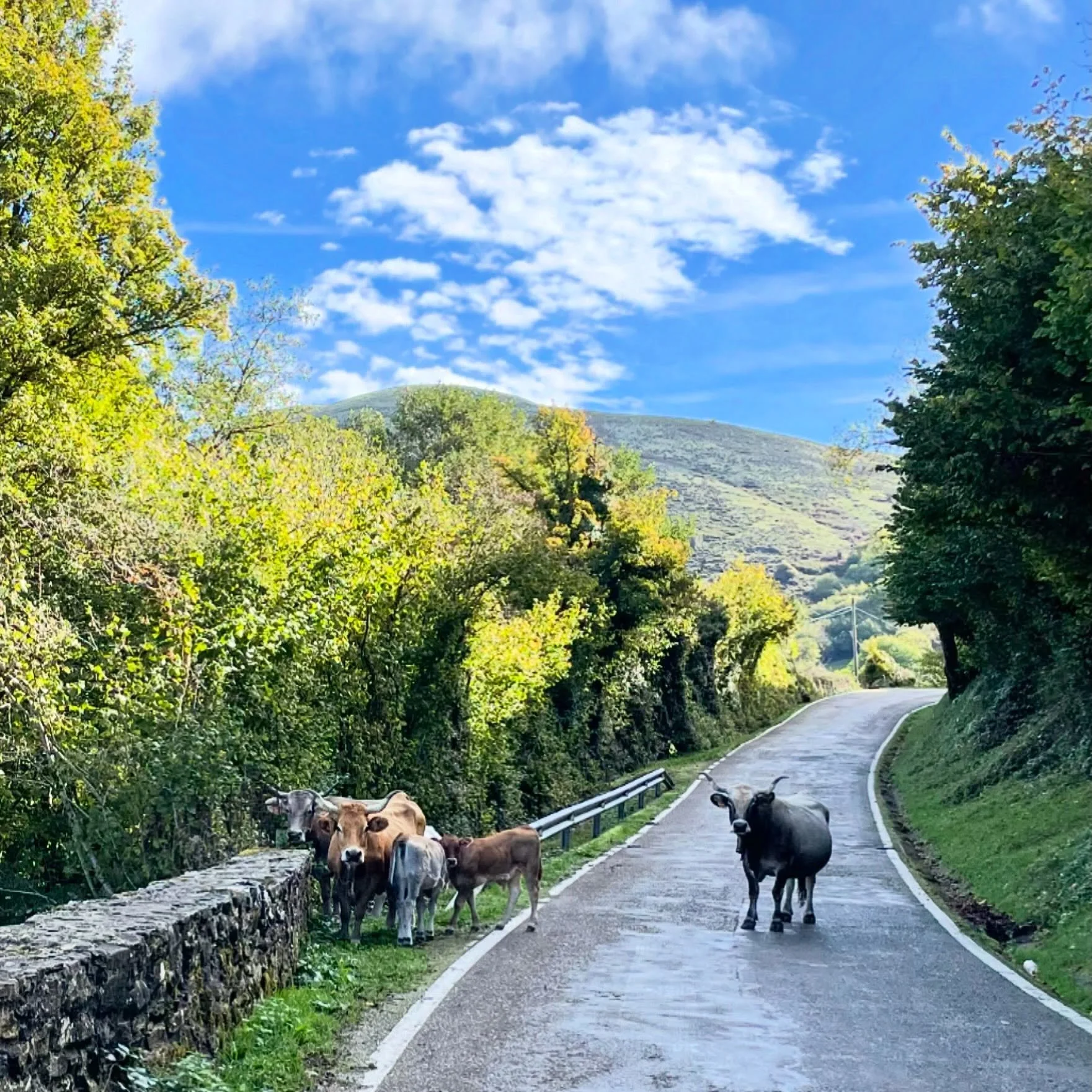 Roadblock.  #NorthernSpain #rurallife #ruralSpain #freerange #offthebeatenpath