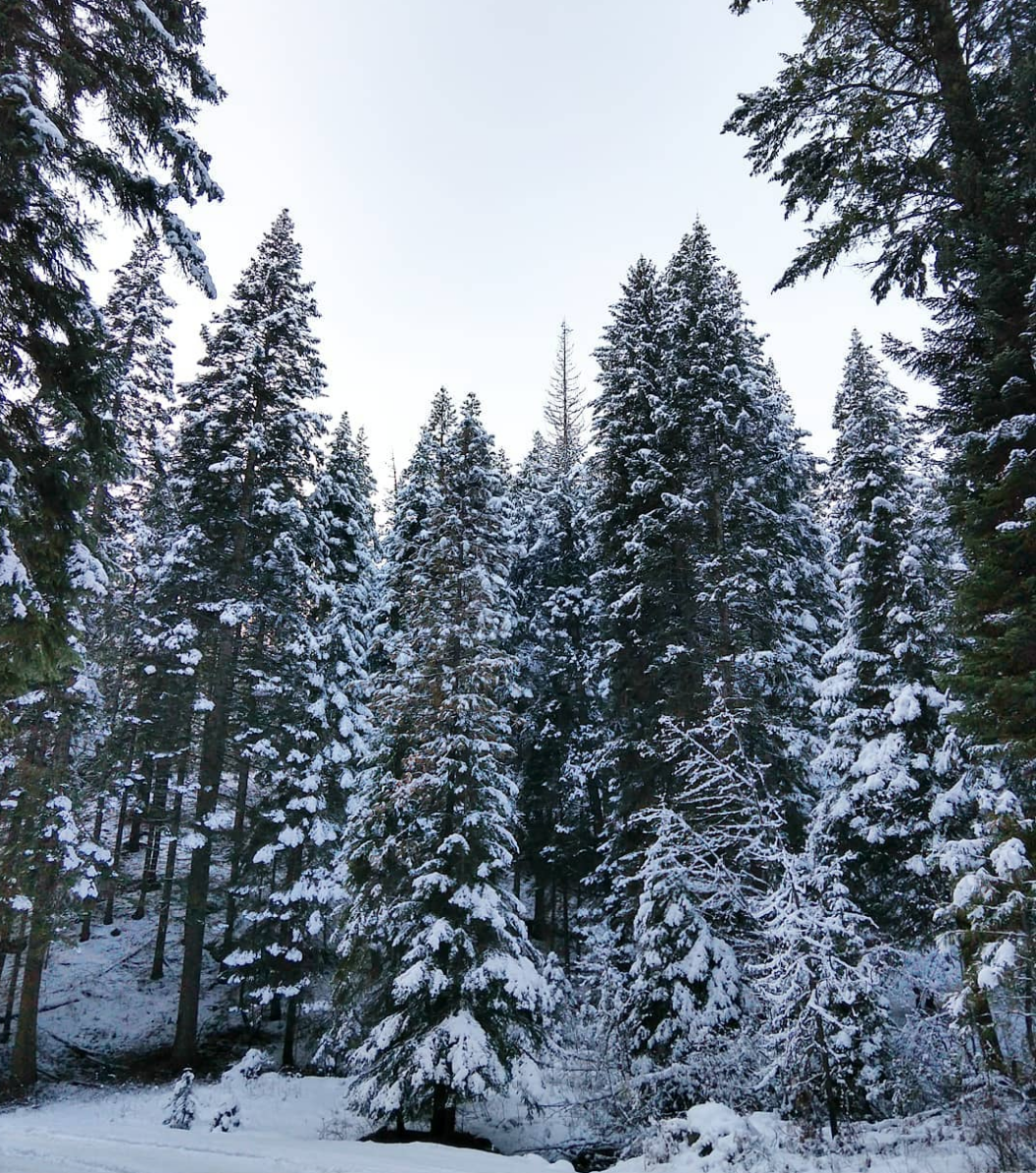 Winter in Wonderland