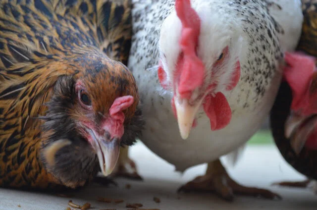 Summer Chickens