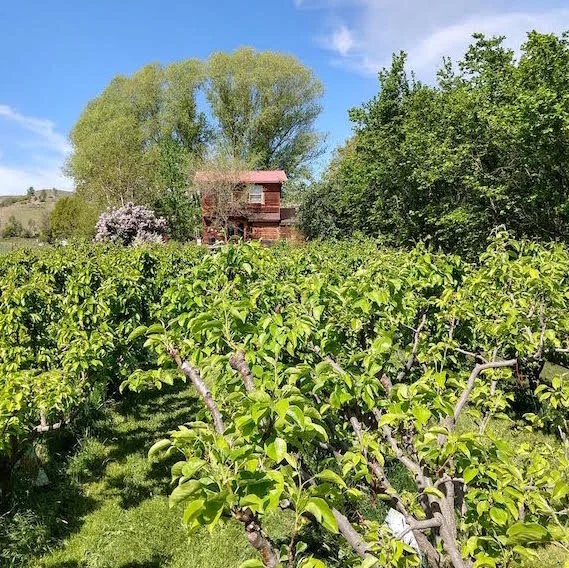 Working at Eagle Creek Orchard