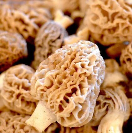 Foraged Morels