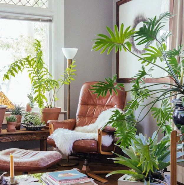 House Plants Heal
