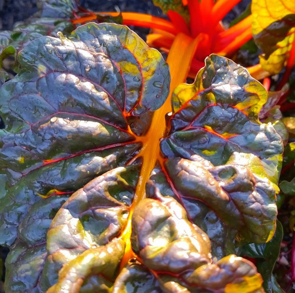 Radical Homemaking  |  Winter Garden