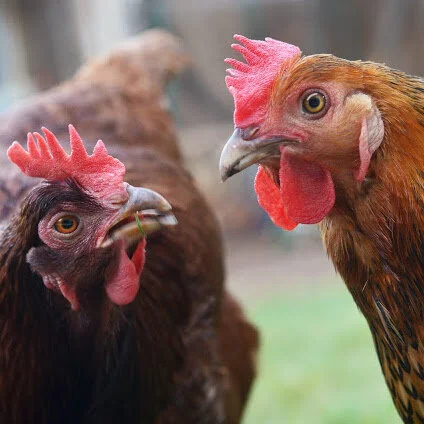 Chicken Garden Party