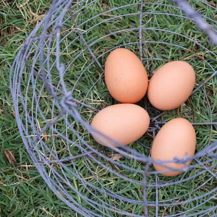 Garden Report  |  Summer's End