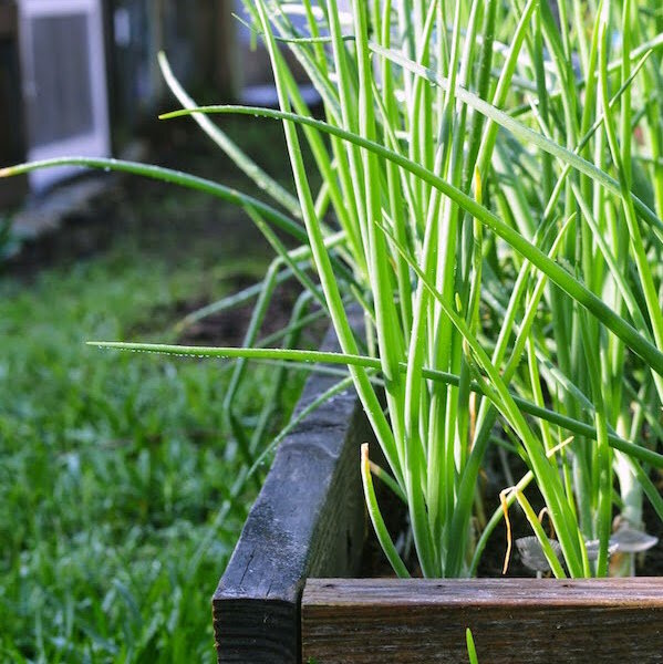 Radical Homemaking  |  In the Garden