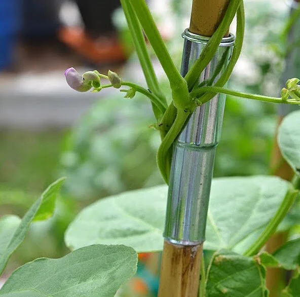May  |  Garden Report