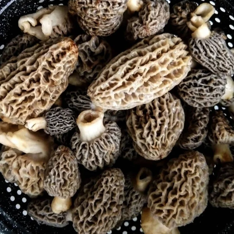 Foraging Morels in Eastern Oregon — Sarah Greenman