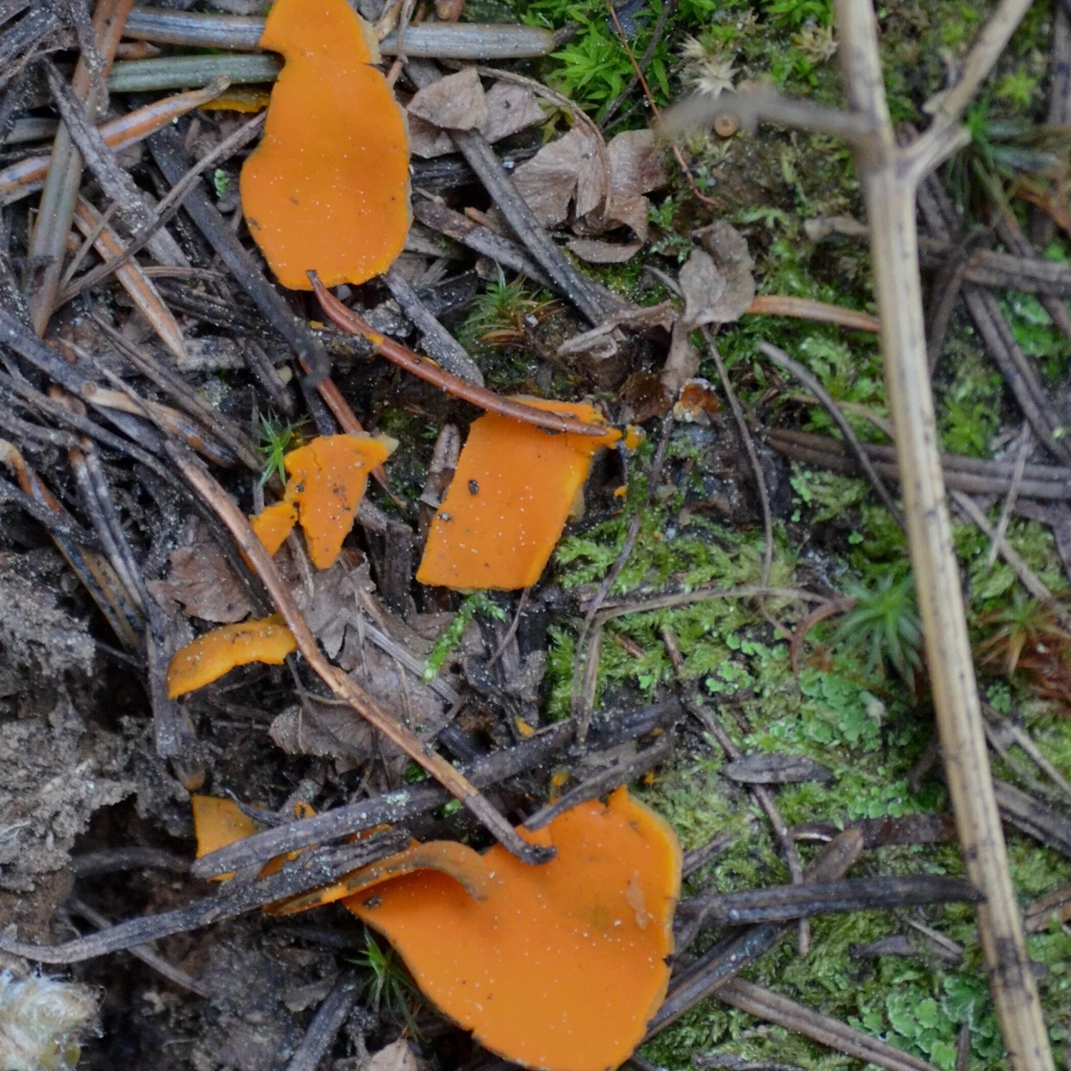 Foraging Morels in Eastern Oregon — Sarah Greenman