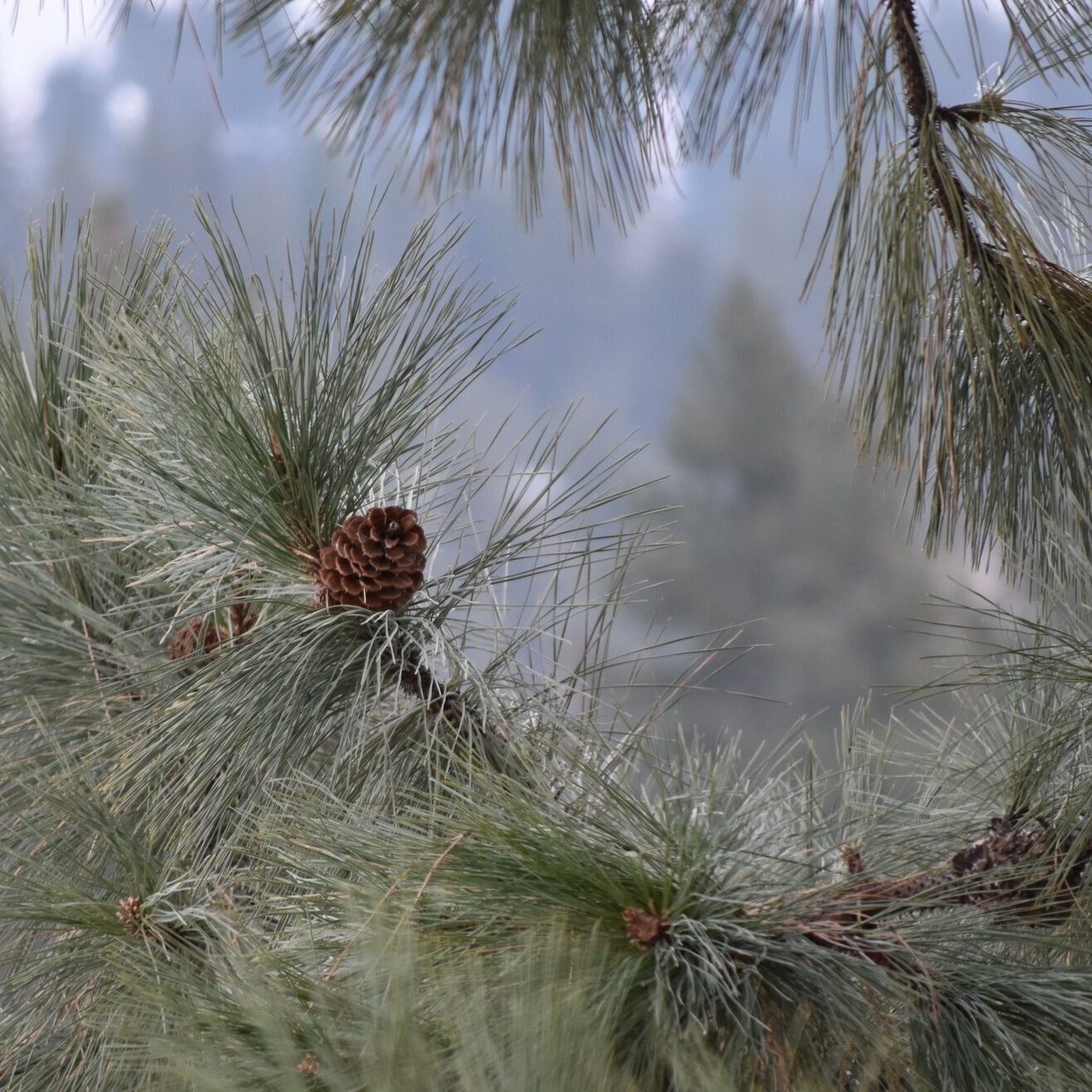 Pinecone Christmas Tree Craft - Super Simple