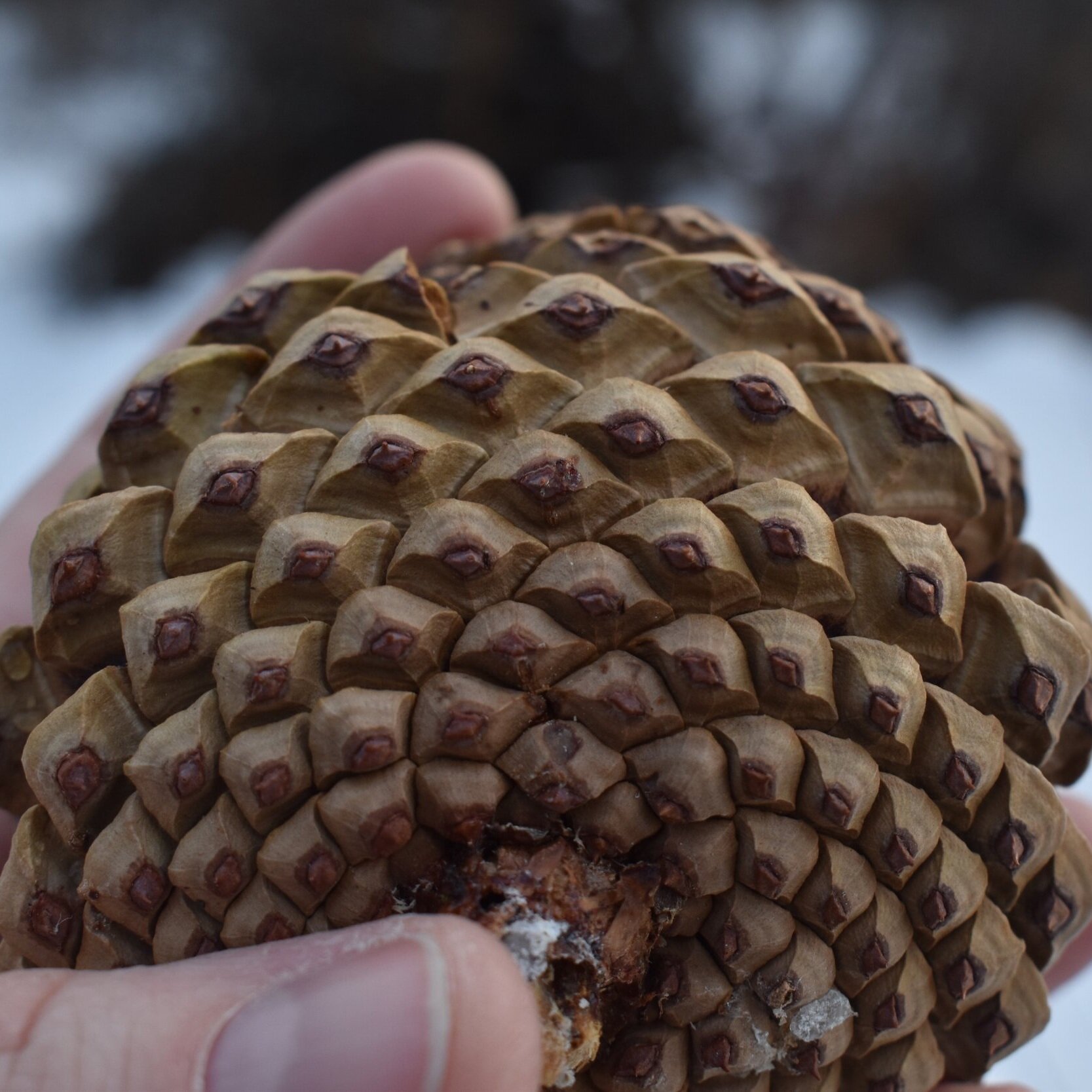 Pine Cone Craft That Turns Into A Snake