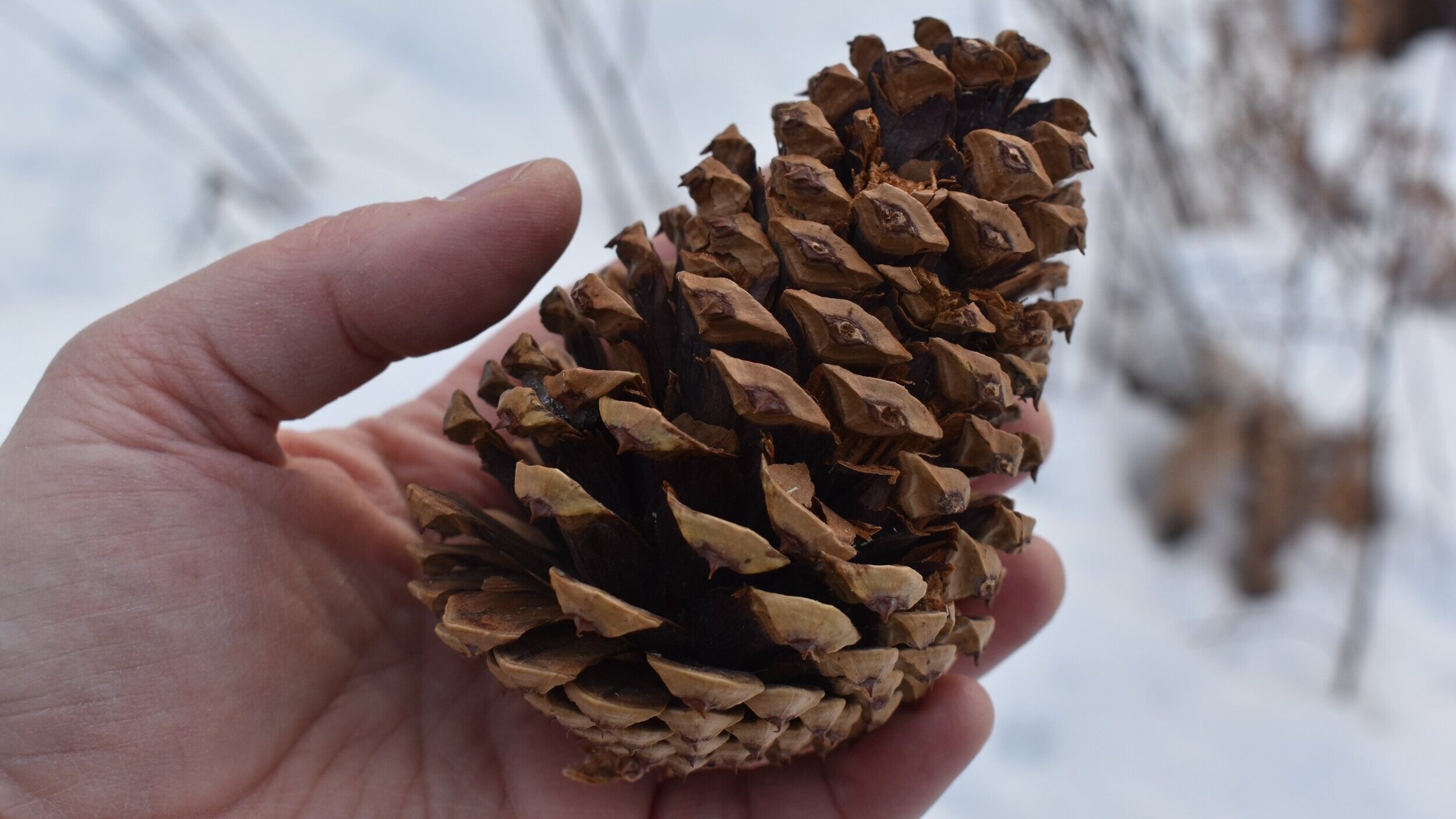 Jeffrey Large Pine Cones (PineCones)