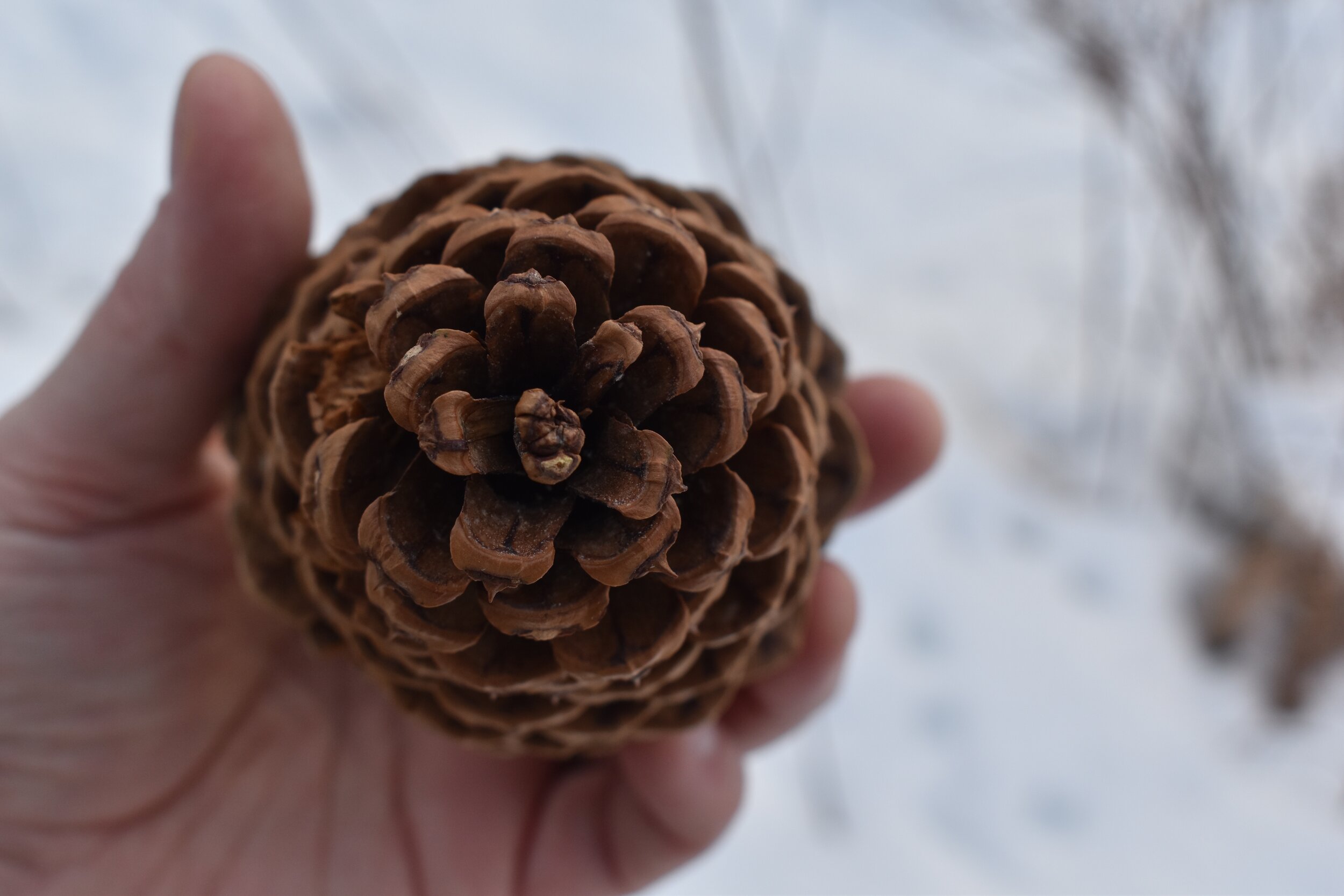 Pine Cone Magic and Symbolism
