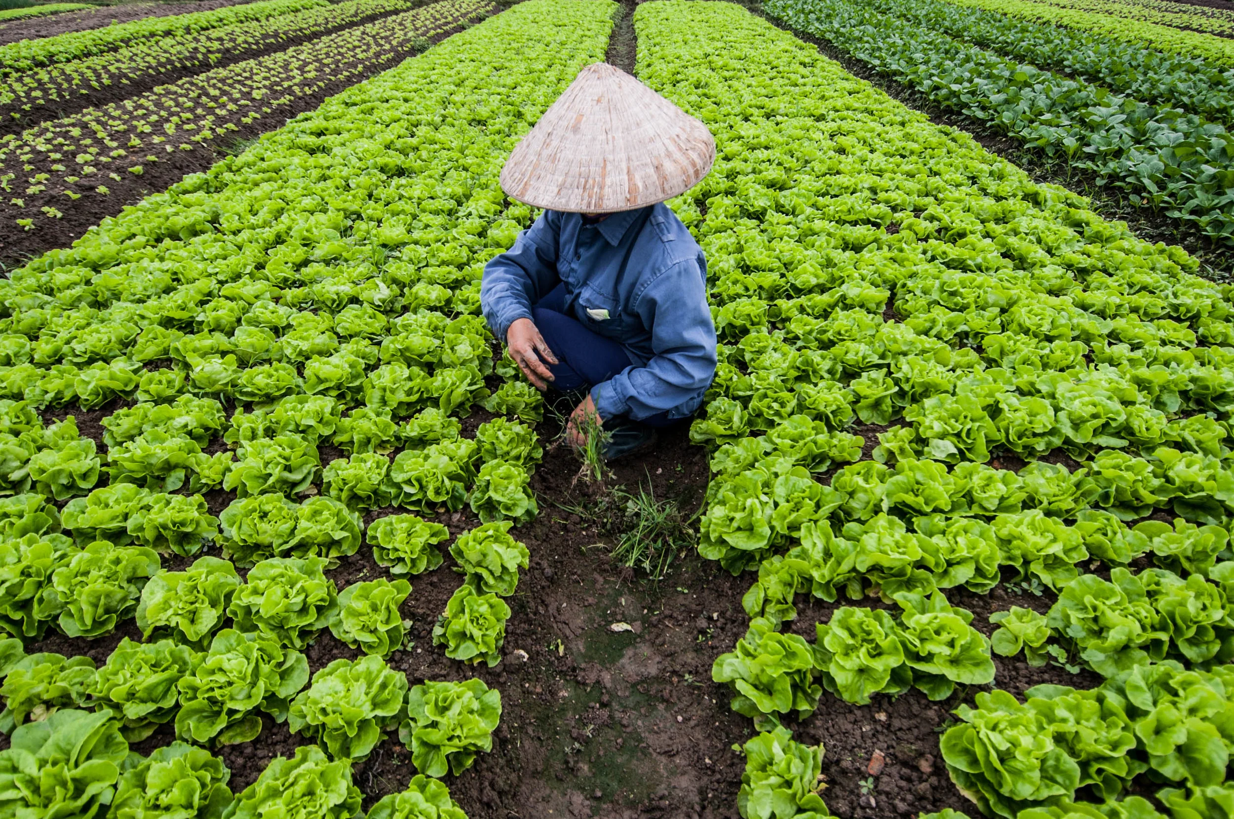 Tho Ha, Việt Nam | 2014