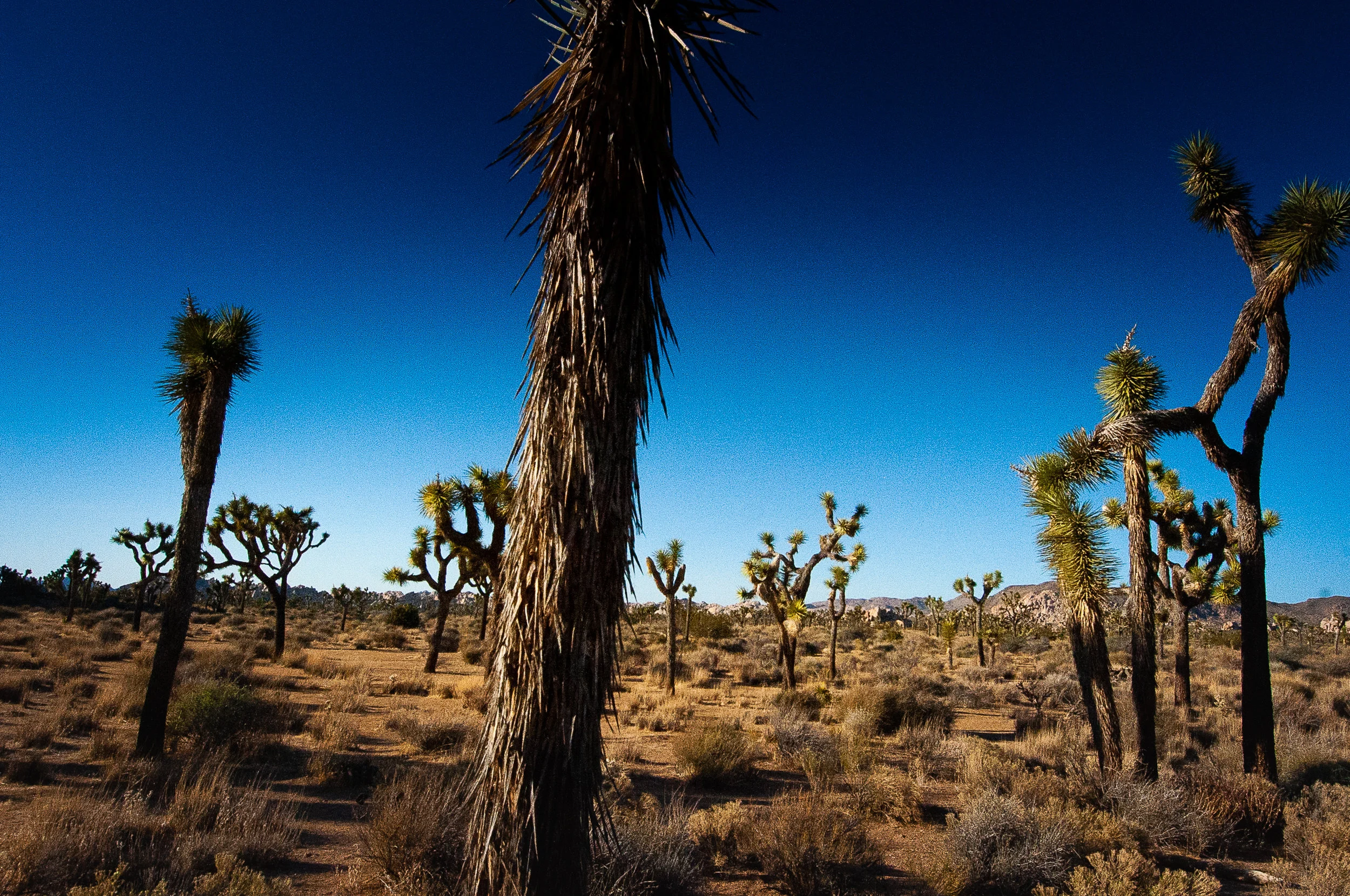 DSC_2668.jpg
