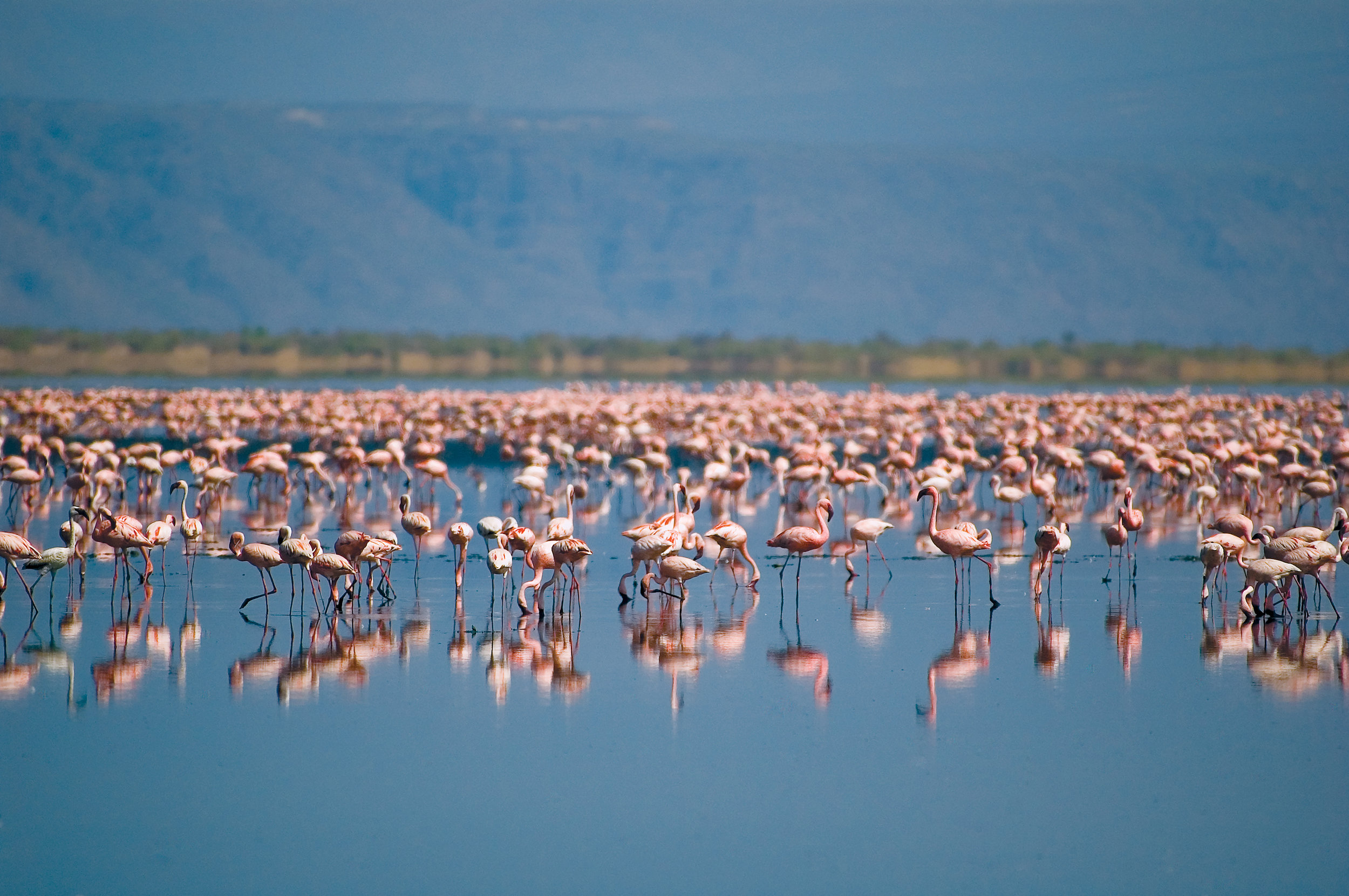 Ngorongoro.jpeg