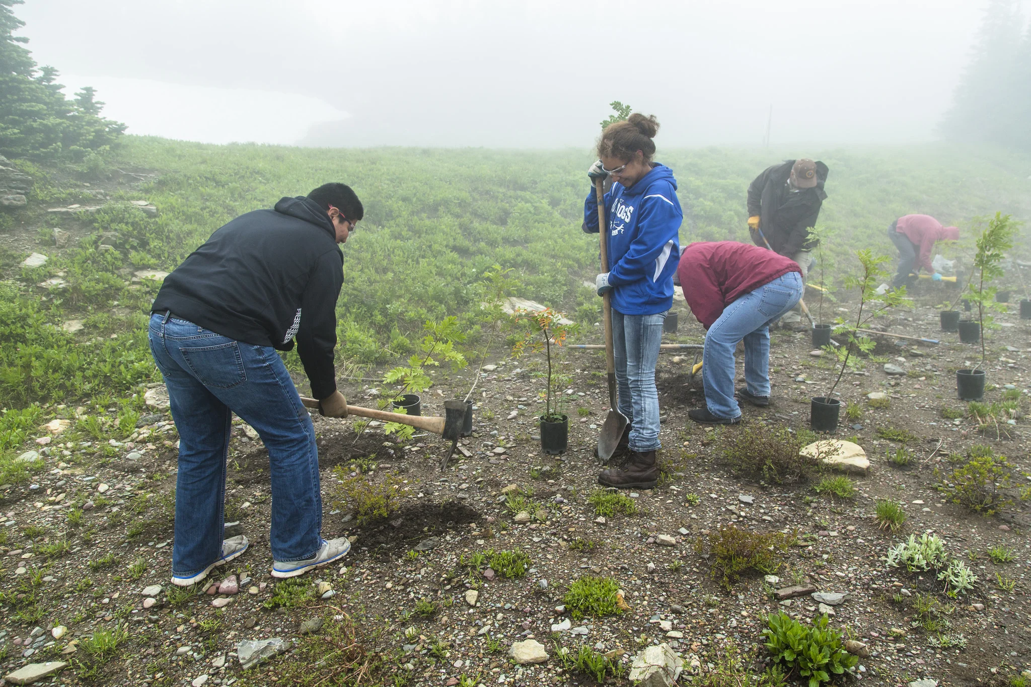 Volunteers help with plantings at Glacier National Park. NPS photo by Jacob W. Frank.