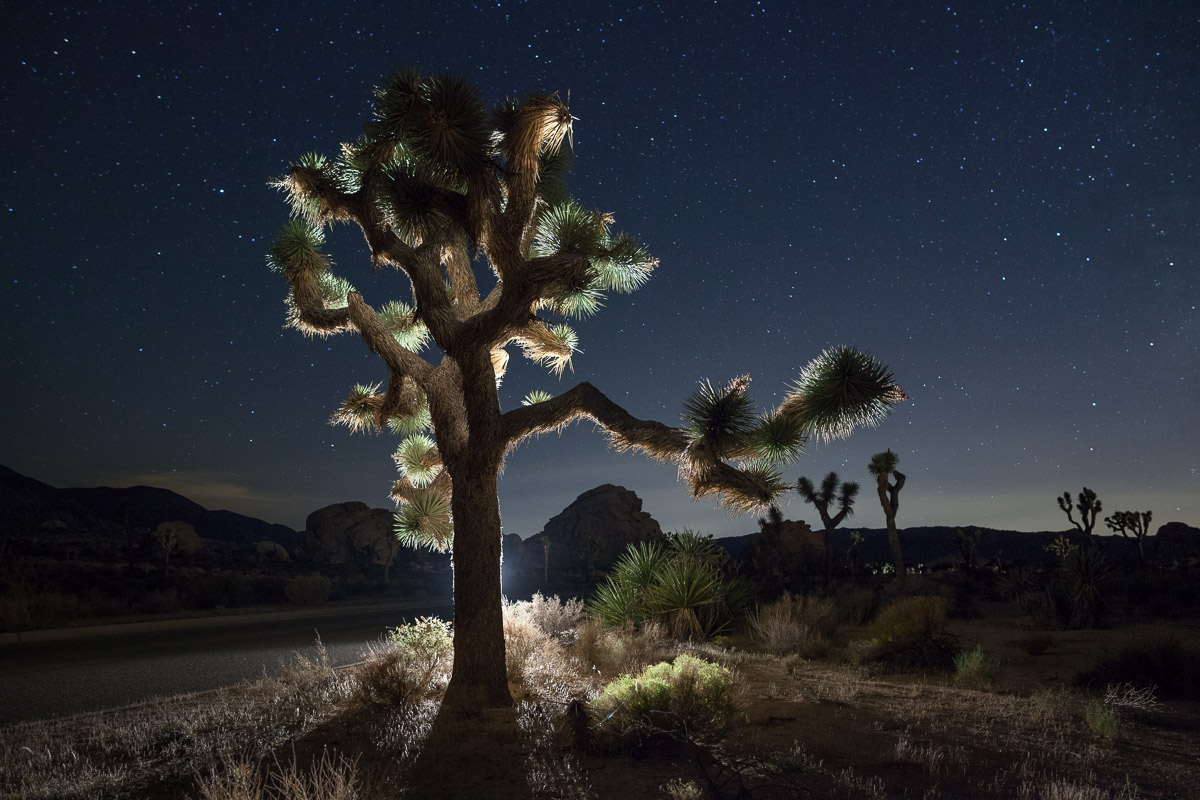 Joshua Tree National Park