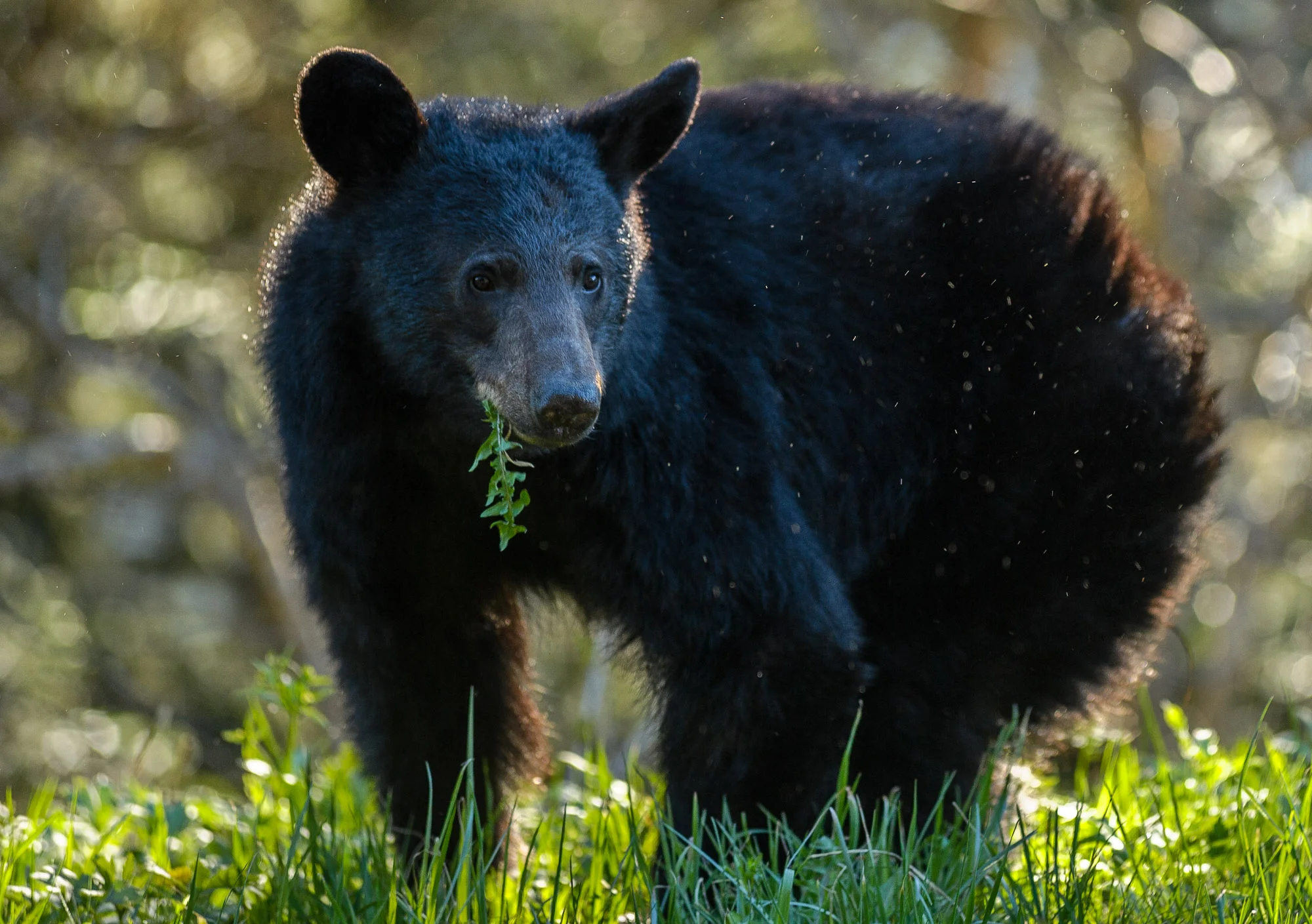 If you want to find a black bear, try Great Smoky Mountains National Park. It has more of them per square mile than any other place in the U.S. Nikon D3S, Nikon 80-200mm f/2.8 lens at 200mm. Photo © 2013 Chris Nicholson. (He doesn't have any night photos of light-painted bears. I can't understand why.)