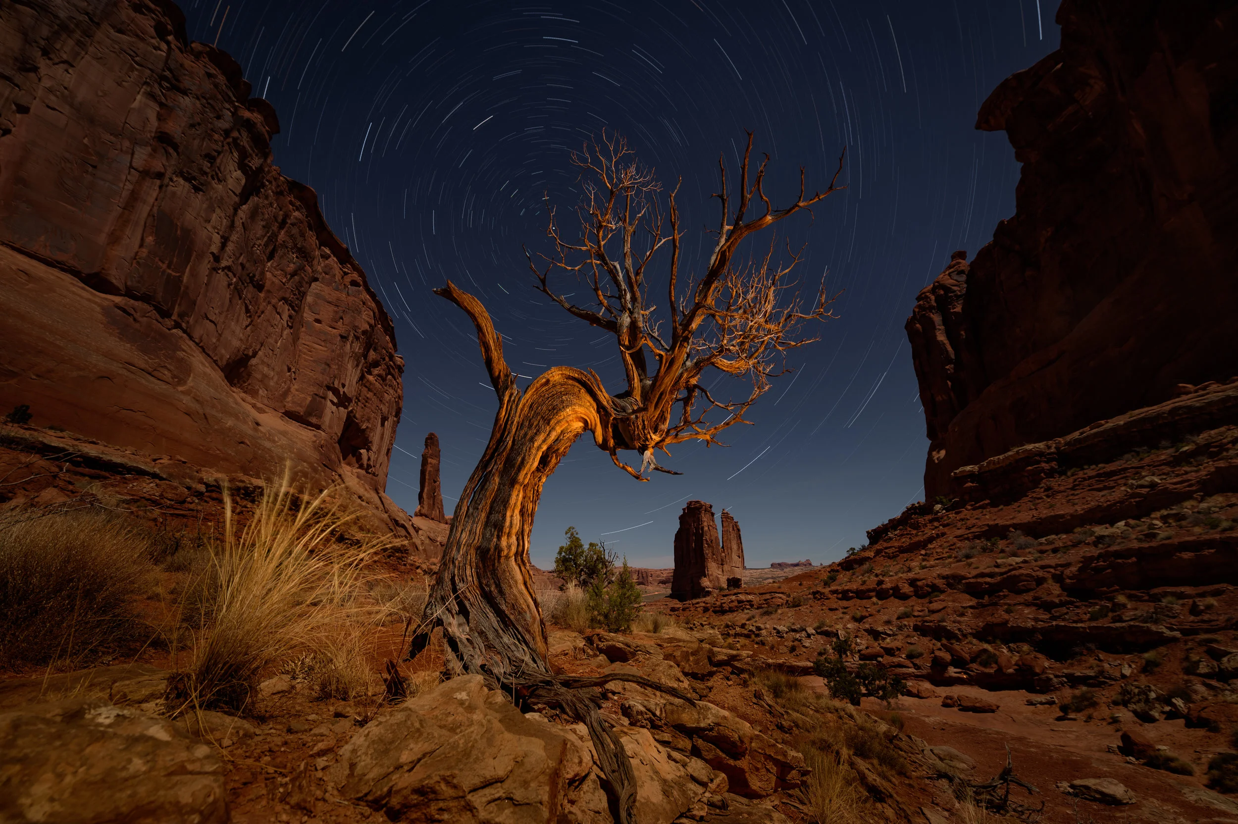 Lone-Tree-ParkAve.jpg