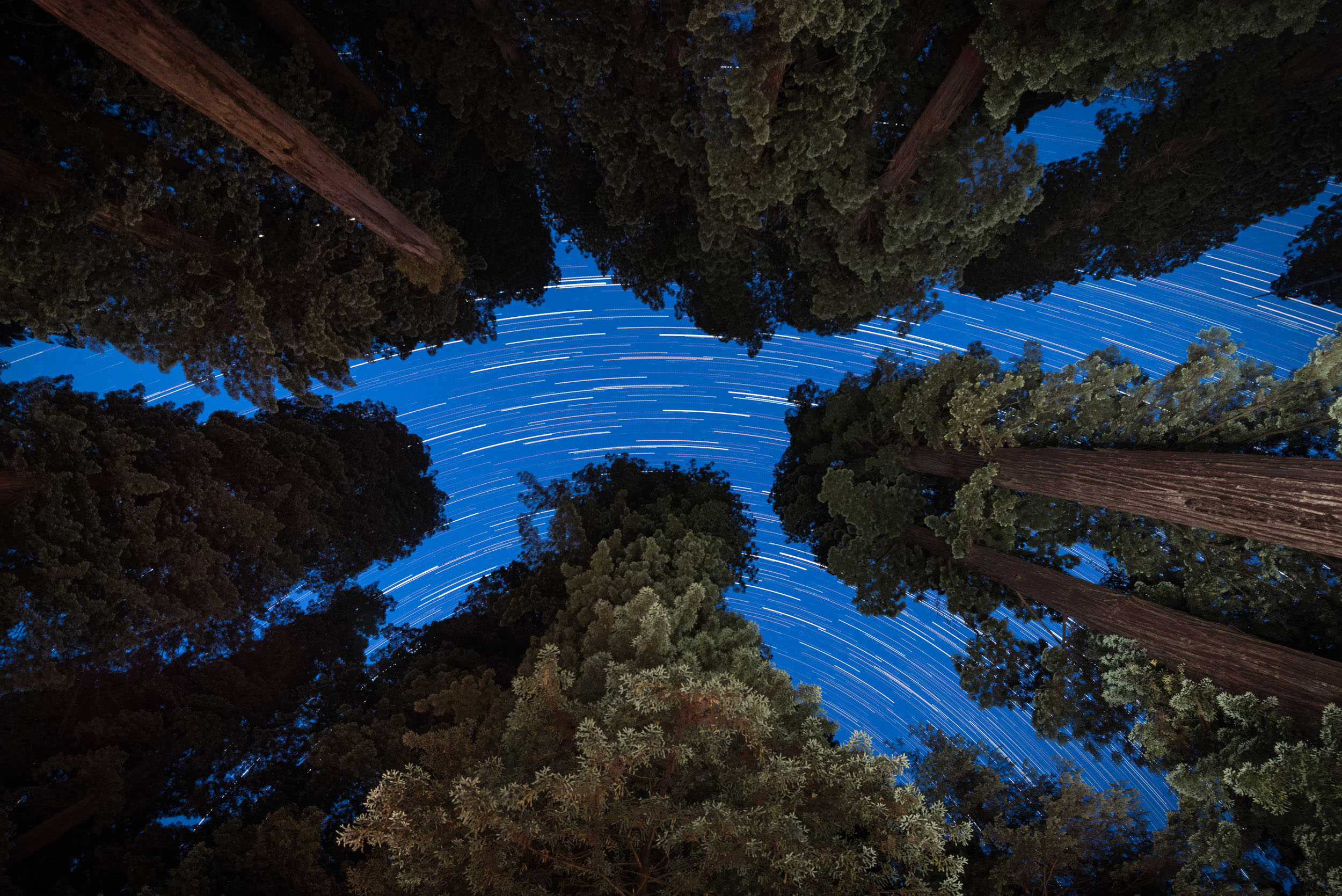 Redwood-14.jpg