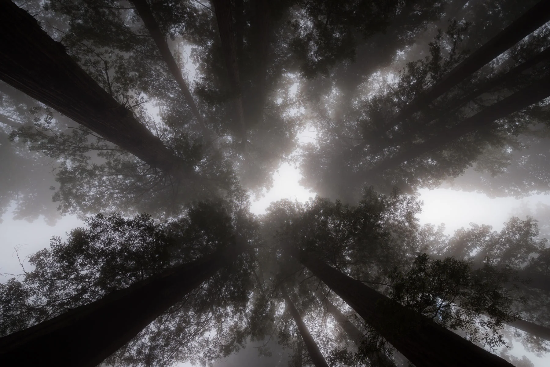 One cannot help but be awed and overwhelmed by the enormity and majesty of these incredible trees. © 2017 Lance Keimig.