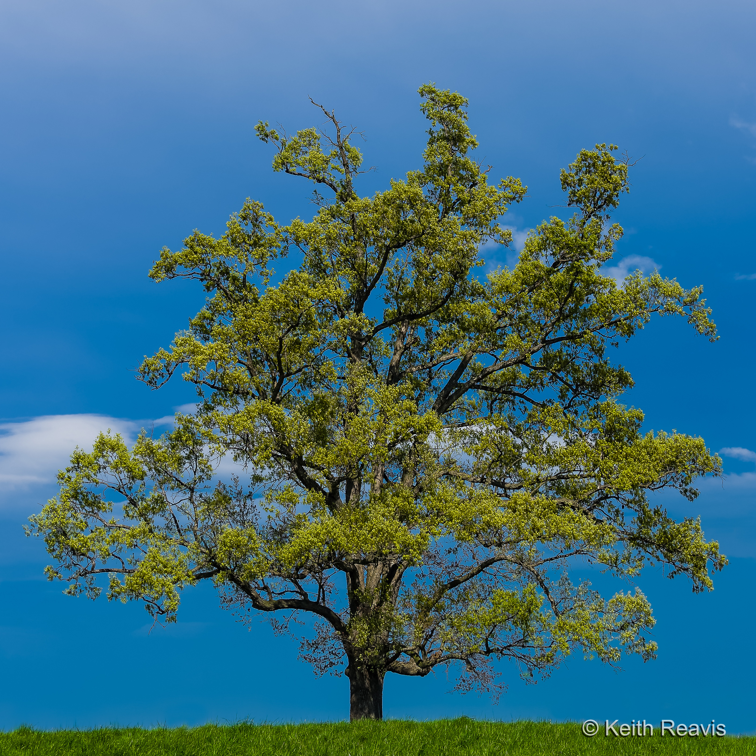 Oak and Clearing Spring Storm