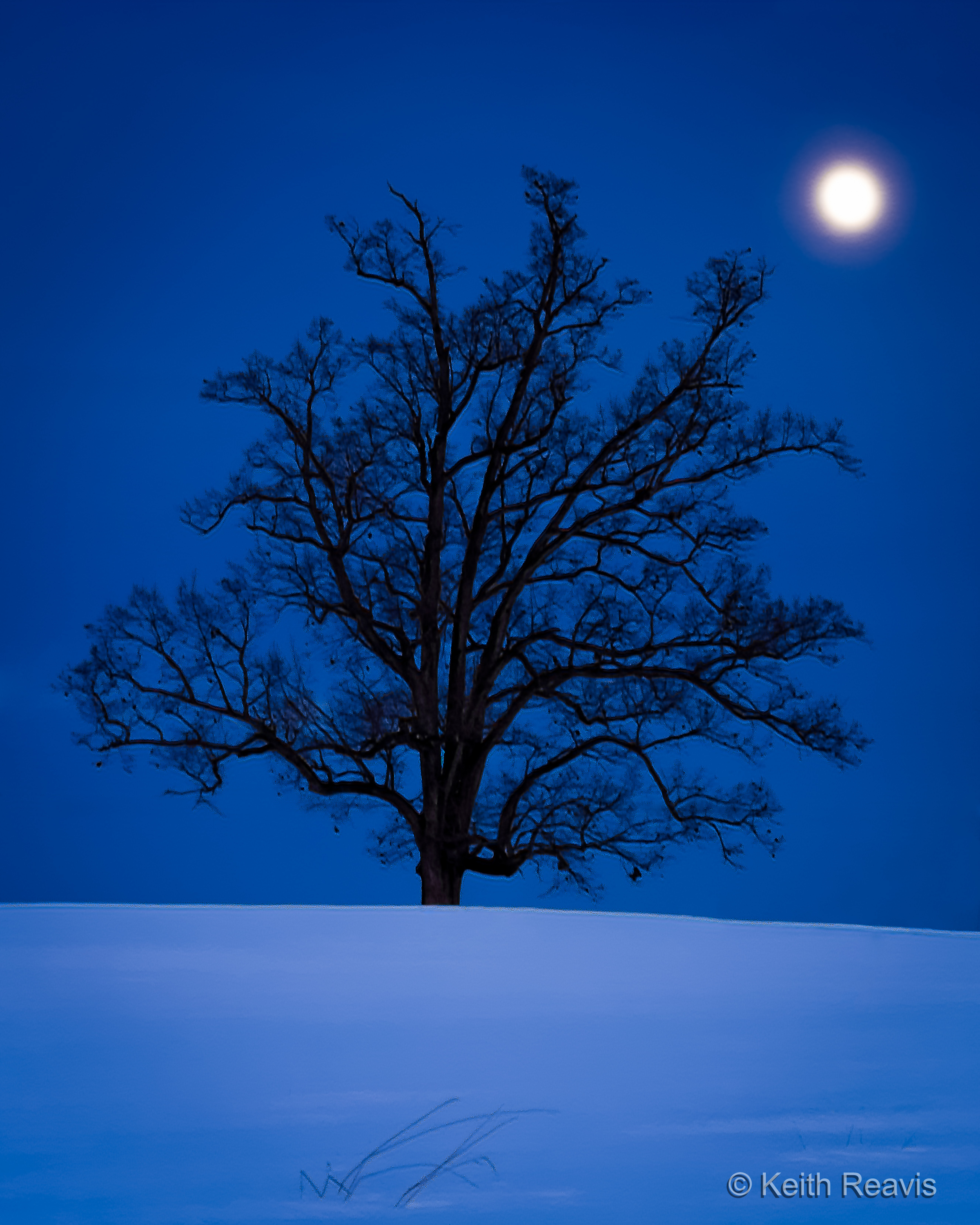 140213_3rd Oak and Snow Under Full Moon_DxO_9_Prime-Edit-Edit.jpg